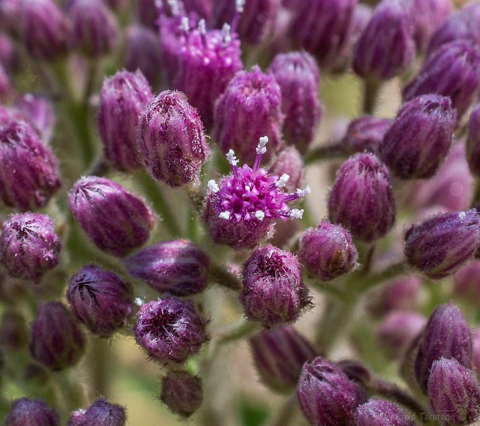 AF Zoom-Nikkor 28-85mm f/3.5-4.5 sample photo. Wild flower photography