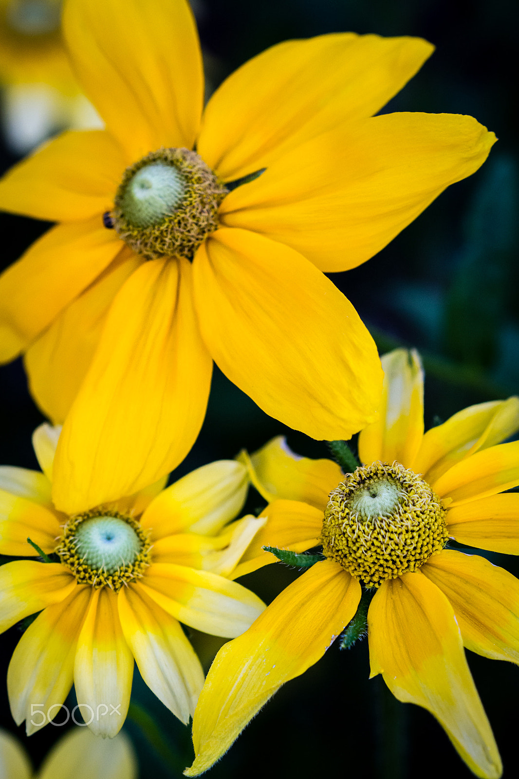 Canon EF 100mm F2.8 Macro USM sample photo. Sunshinex3 photography