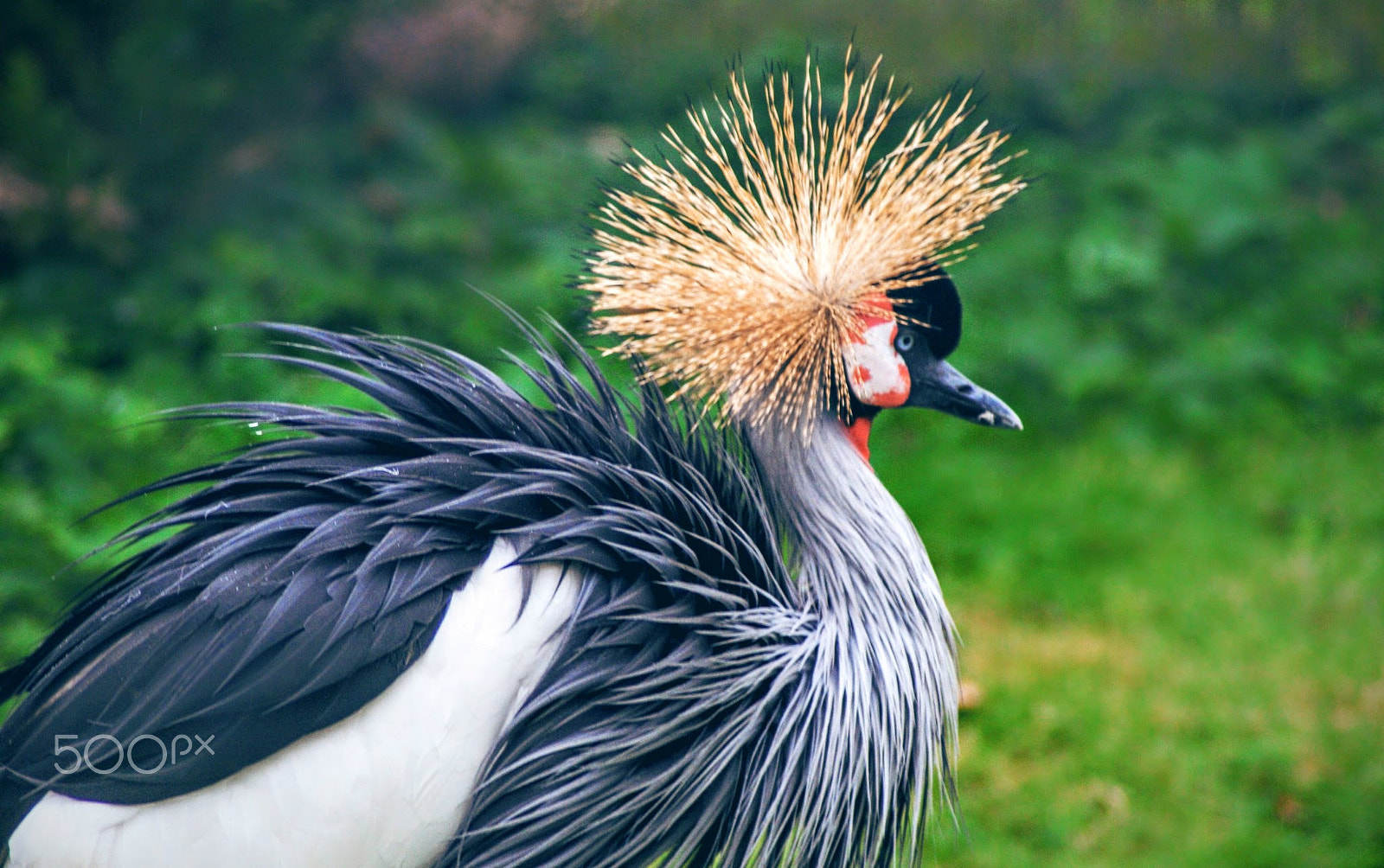 Sony Alpha DSLR-A200 + Tamron Lens (255) sample photo. Feathered photography