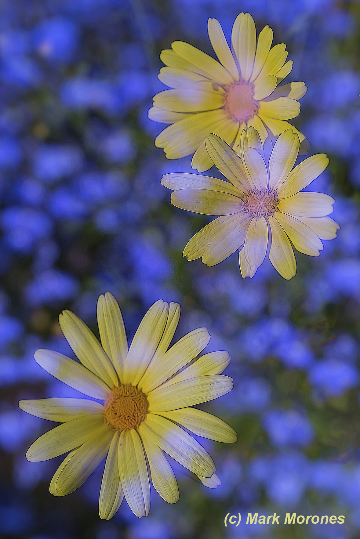 Pentax K-1 + Tamron SP AF 90mm F2.8 Di Macro sample photo. Playing in girdwood photography