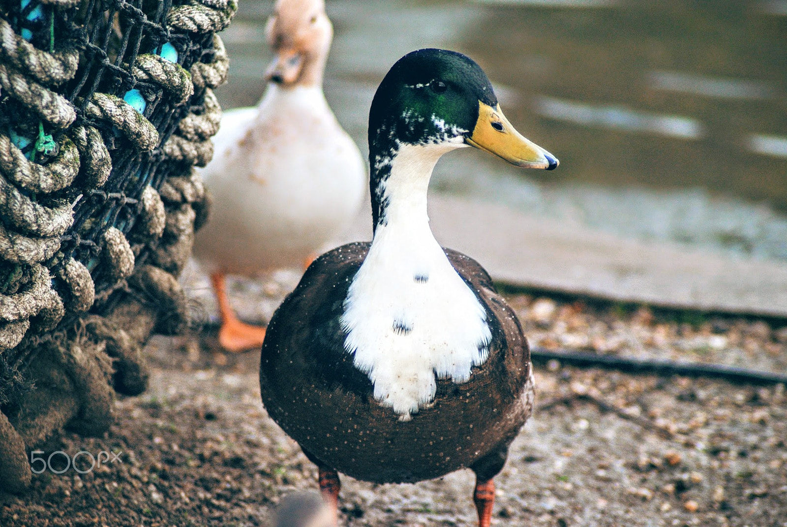 Sony Alpha DSLR-A200 + Tamron Lens (255) sample photo. Stalker photography