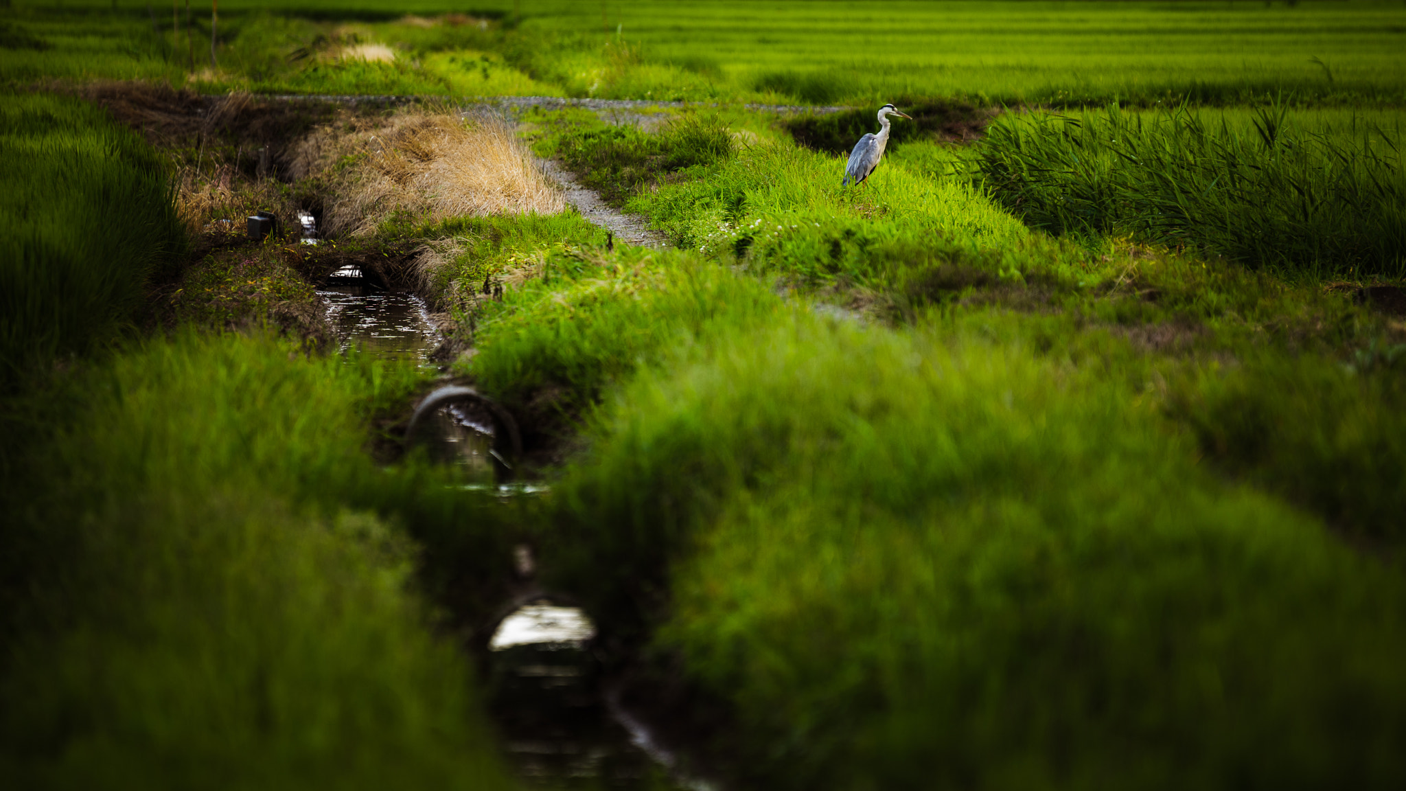 Sony a7 II + Sony 70-400mm F4-5.6 G SSM sample photo. Pastoral in japan photography