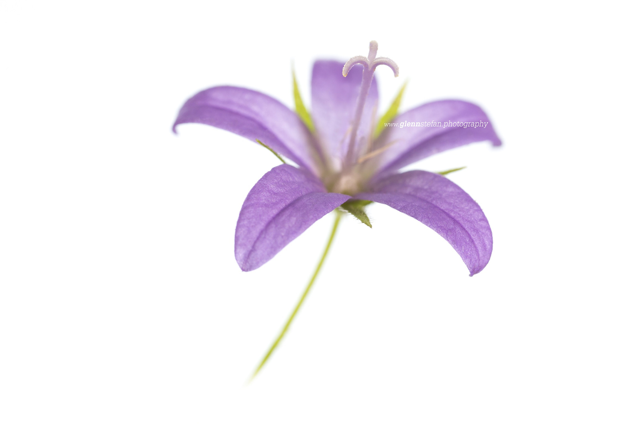 Siberian bellflower