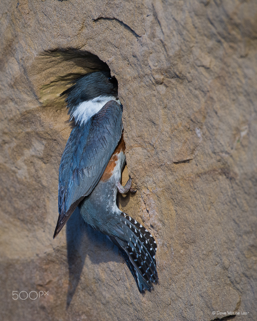 Nikon D3S + Nikon AF-S Nikkor 600mm F4G ED VR sample photo. Feeding time photography
