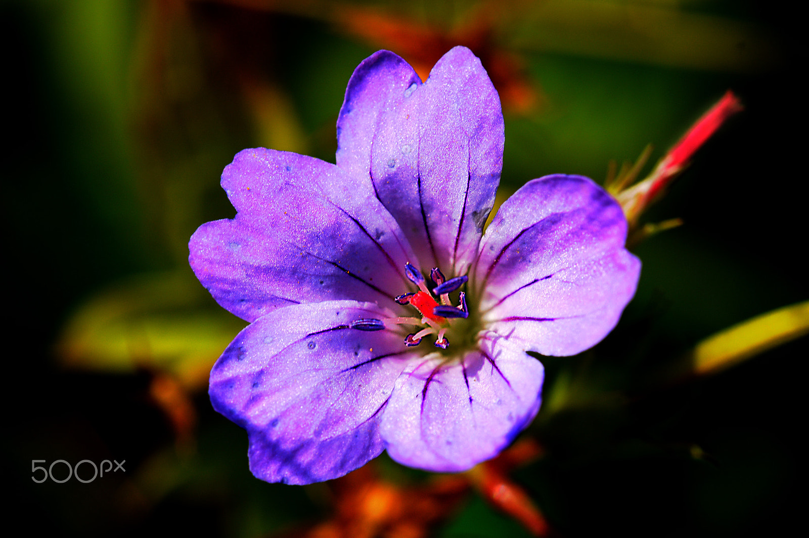 Nikon D300S sample photo. Purple desire photography