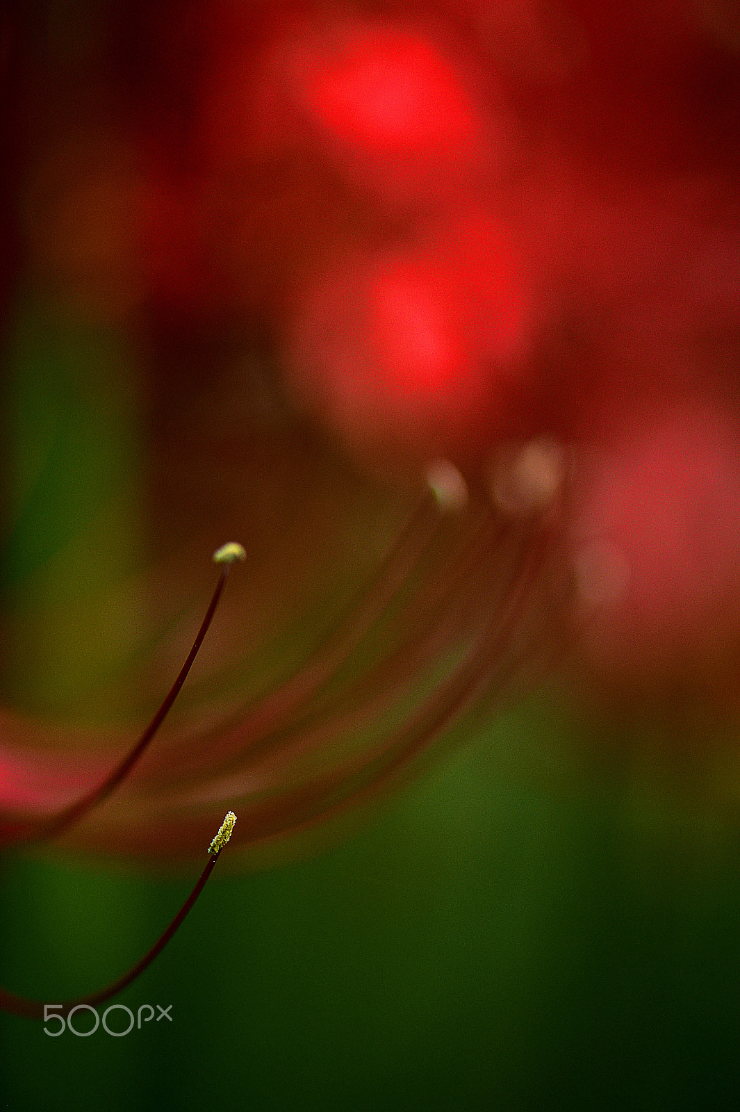 Nikon Df sample photo. Stamens of magic lily photography