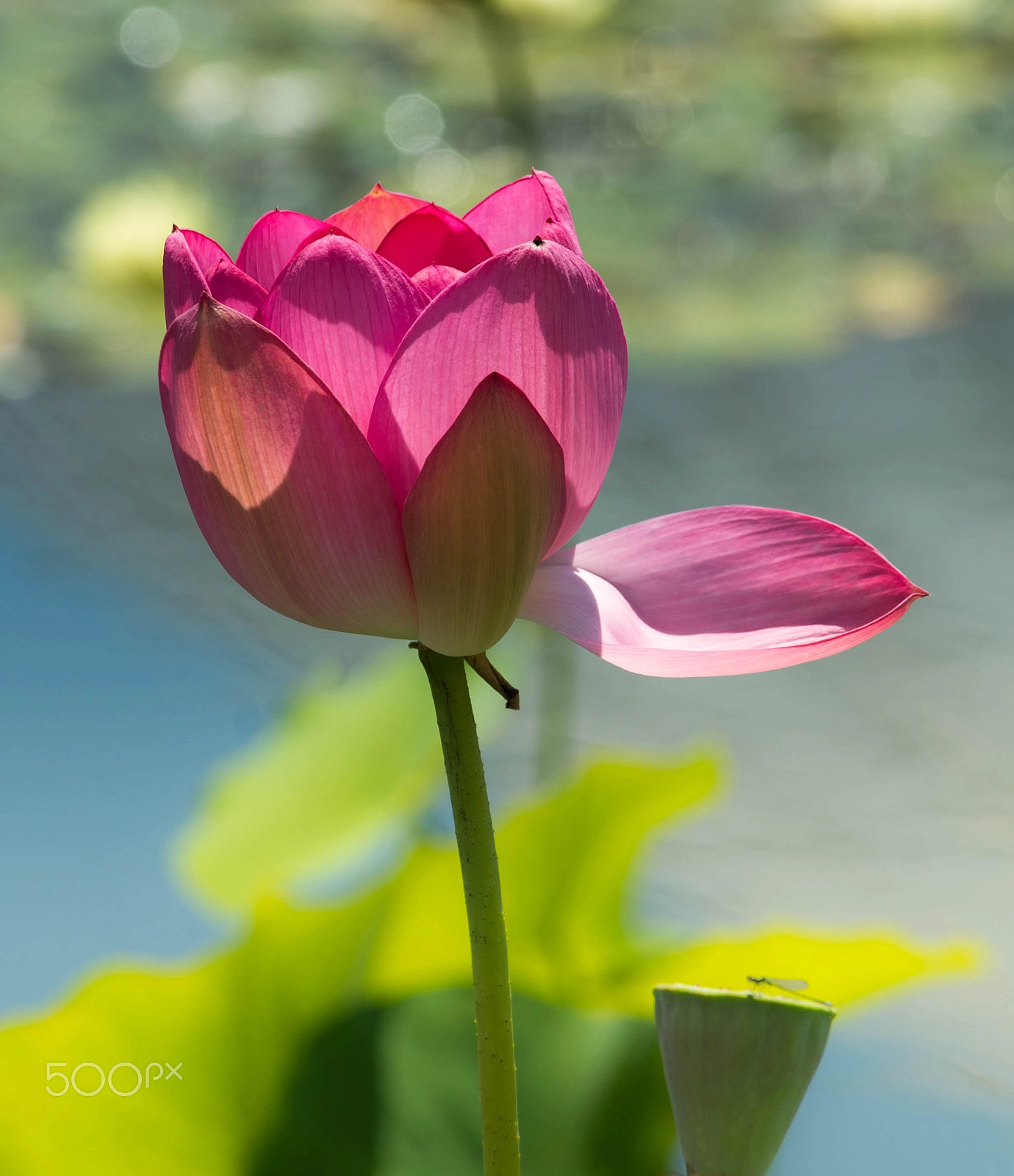 Minolta AF 80-200mm F2.8 HS-APO G sample photo. Pink water lily with dragonfly photography