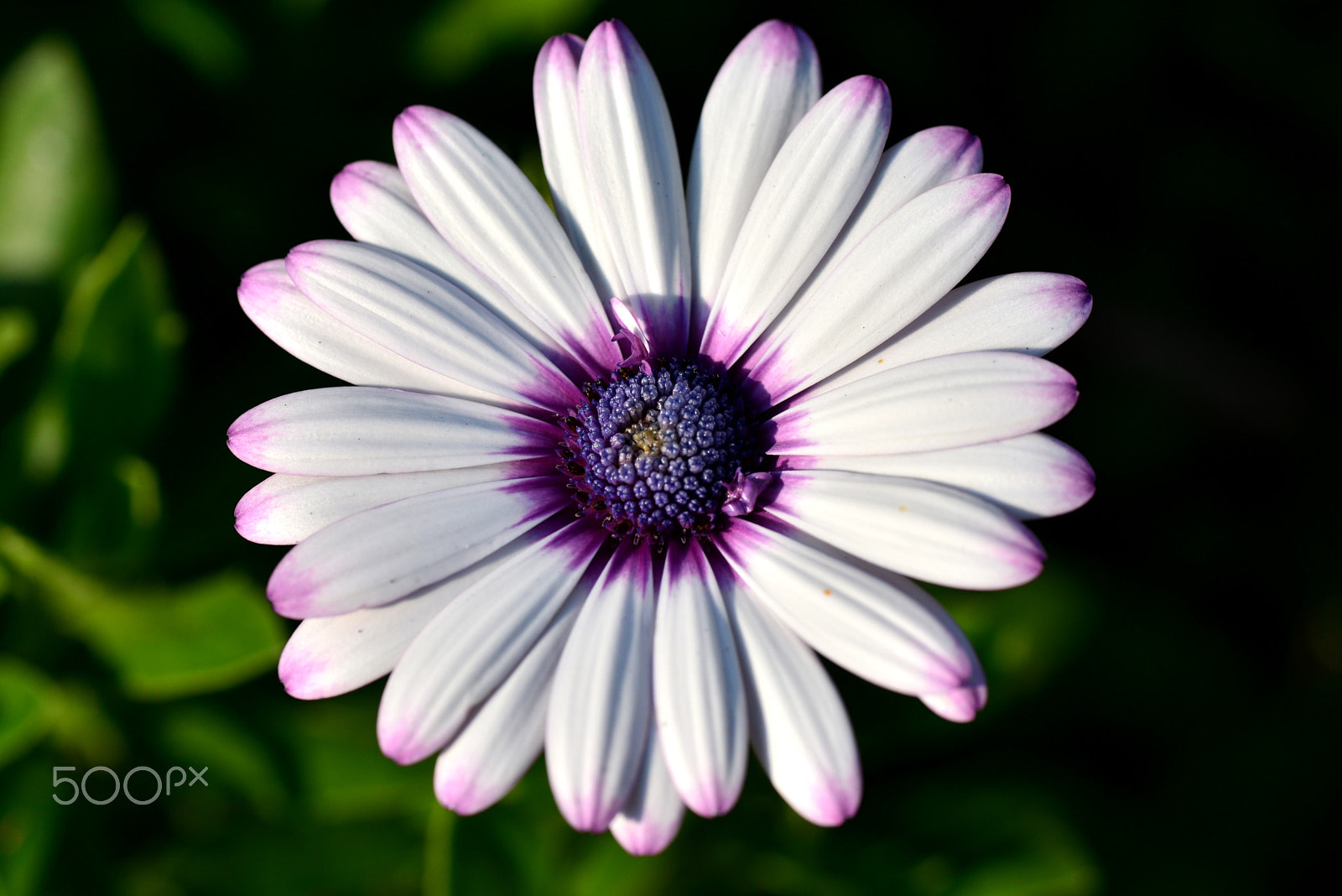 Nikon D600 sample photo. Purple hemming photography