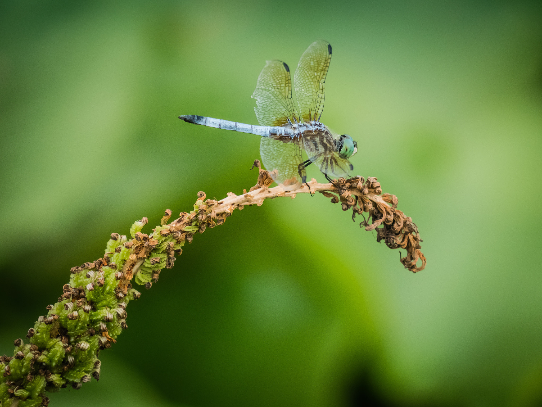 Panasonic Lumix DMC-GX7 + Panasonic Lumix G Vario 45-200mm F4-5.6 OIS sample photo. Dragonfly photography