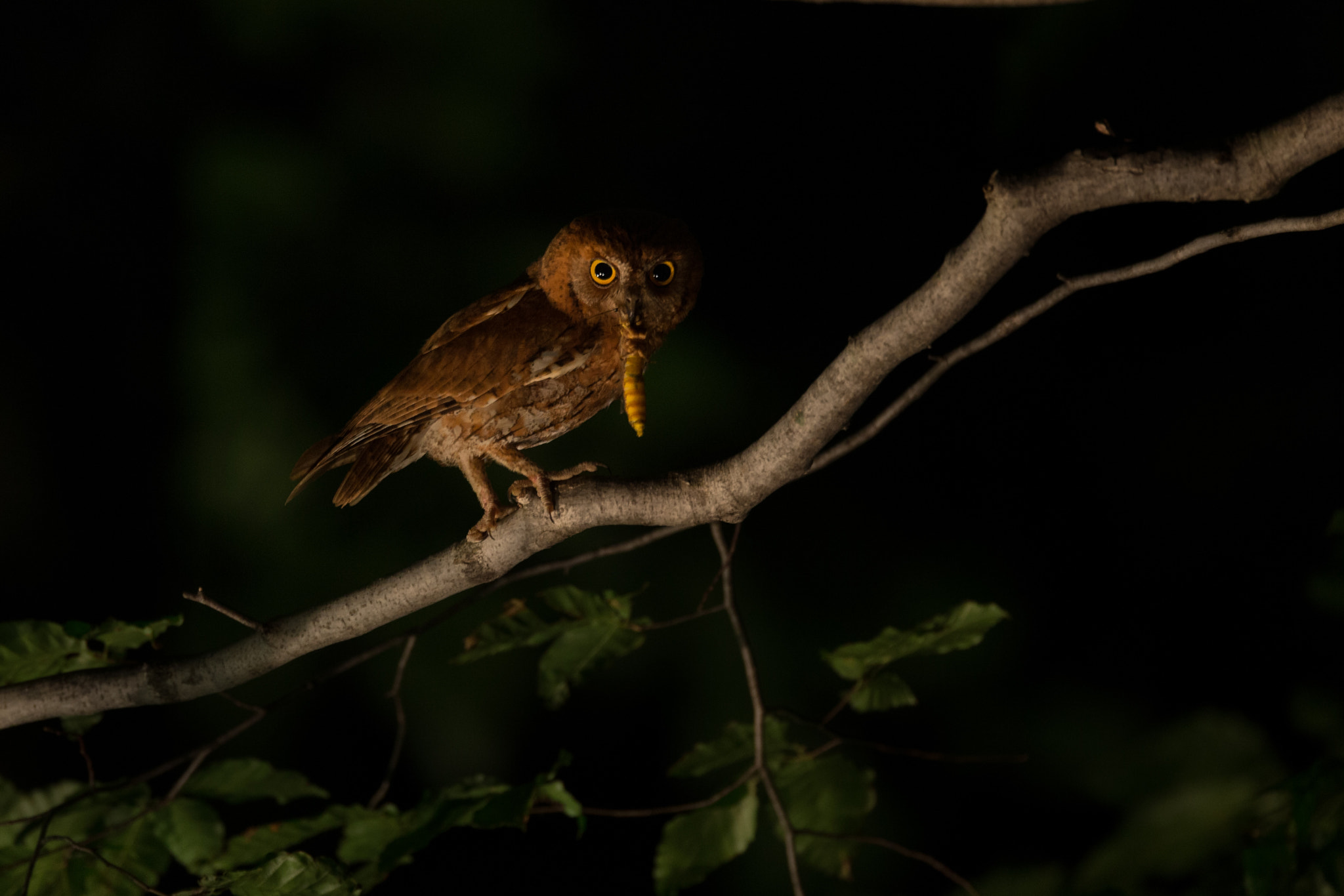 Canon EOS-1D X + Canon EF 800mm F5.6L IS USM sample photo. Night hunter photography
