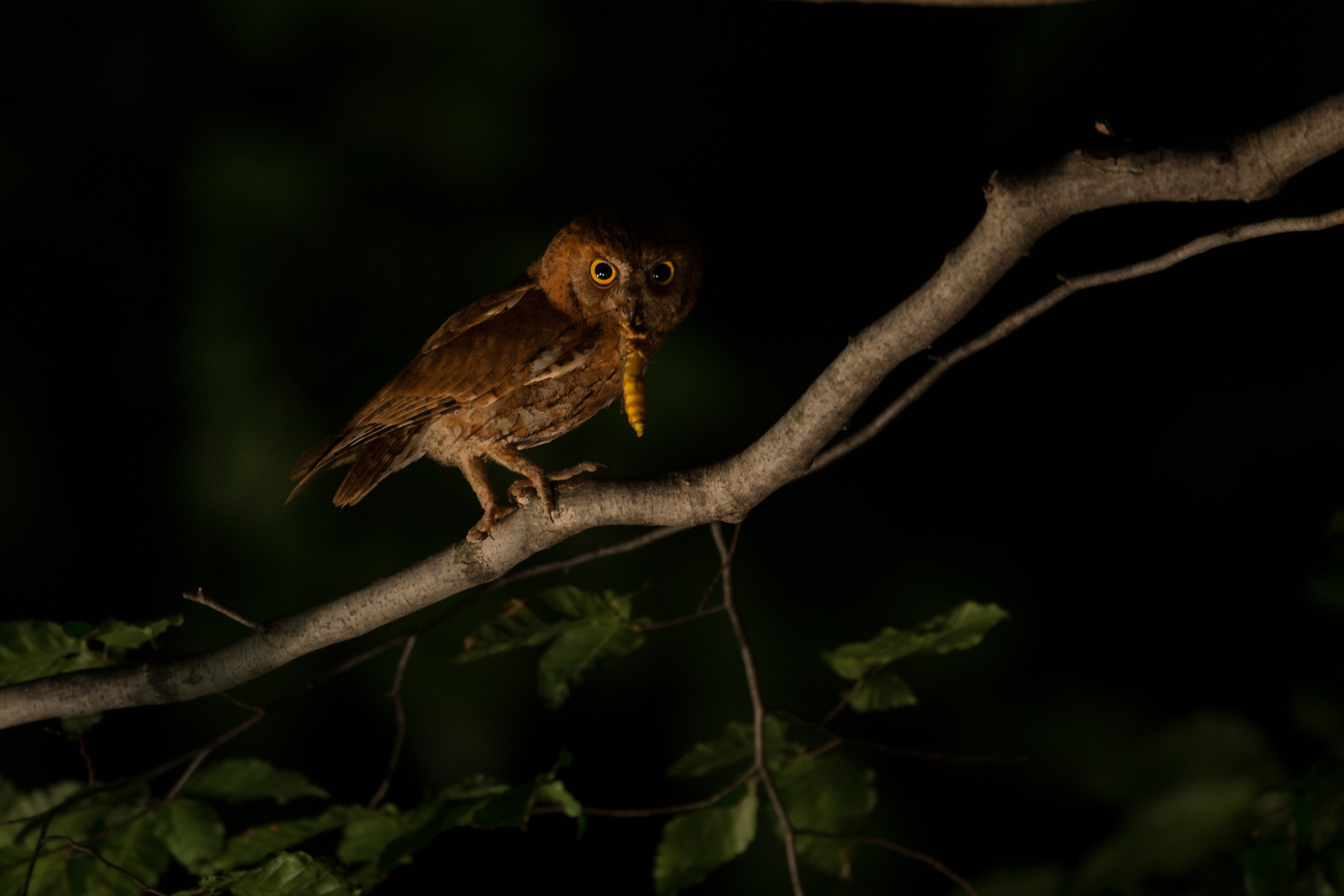 Canon EF 800mm F5.6L IS USM sample photo. Night hunter photography