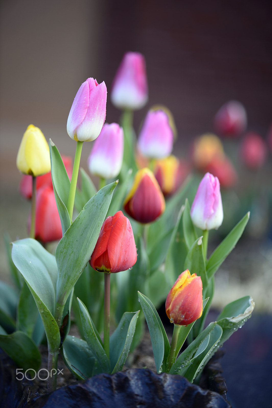 Nikon Df sample photo. Tulips after spring rain photography