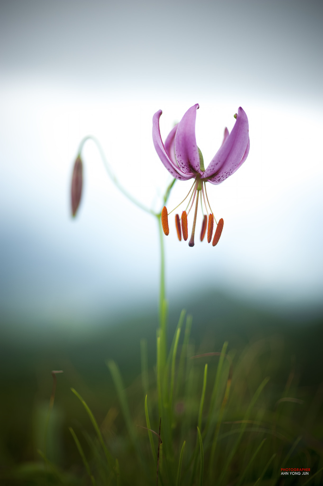 ZEISS Makro-Planar T* 50mm F2 sample photo. Pink lily on the moutain top photography