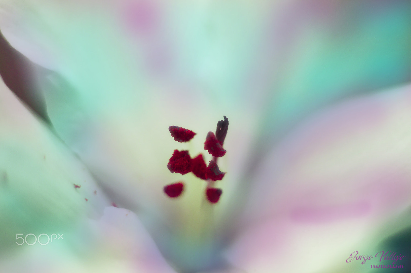 Canon EF 35-80mm f/4-5.6 sample photo. Magic photography