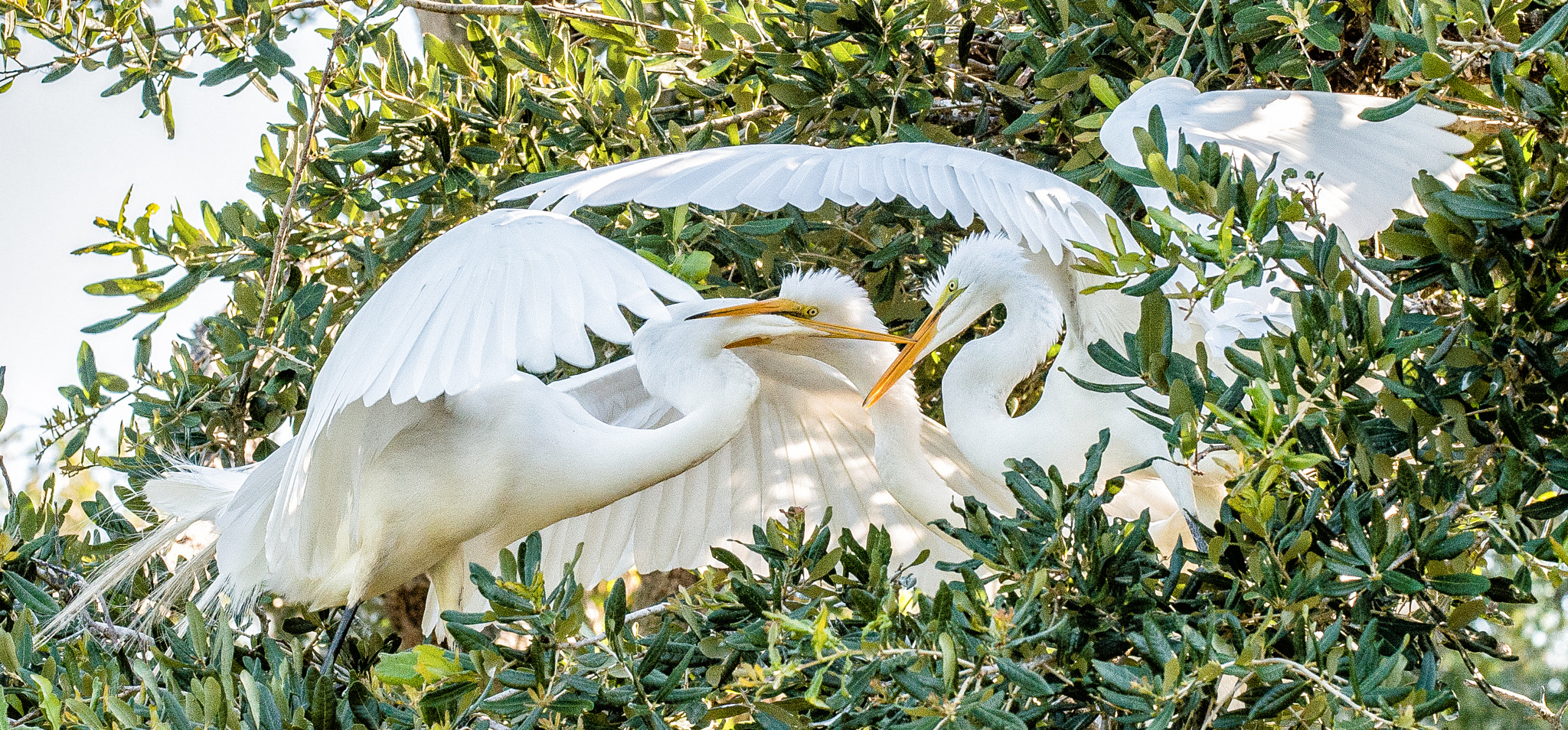 Nikon D4S sample photo. St. augustine alligator farm & zoological park photography