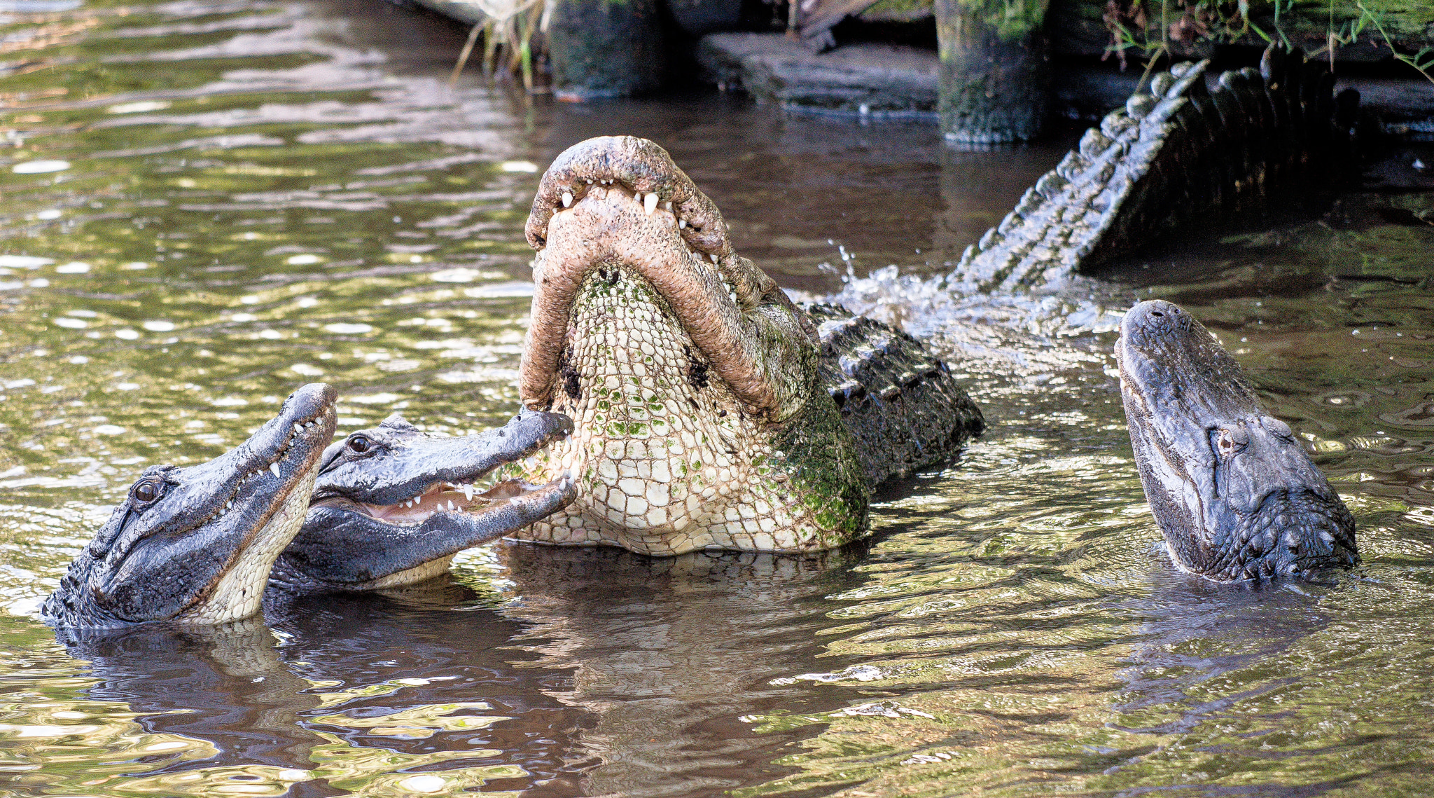 Nikon D4S sample photo. St. augustine alligator farm & zoological park photography