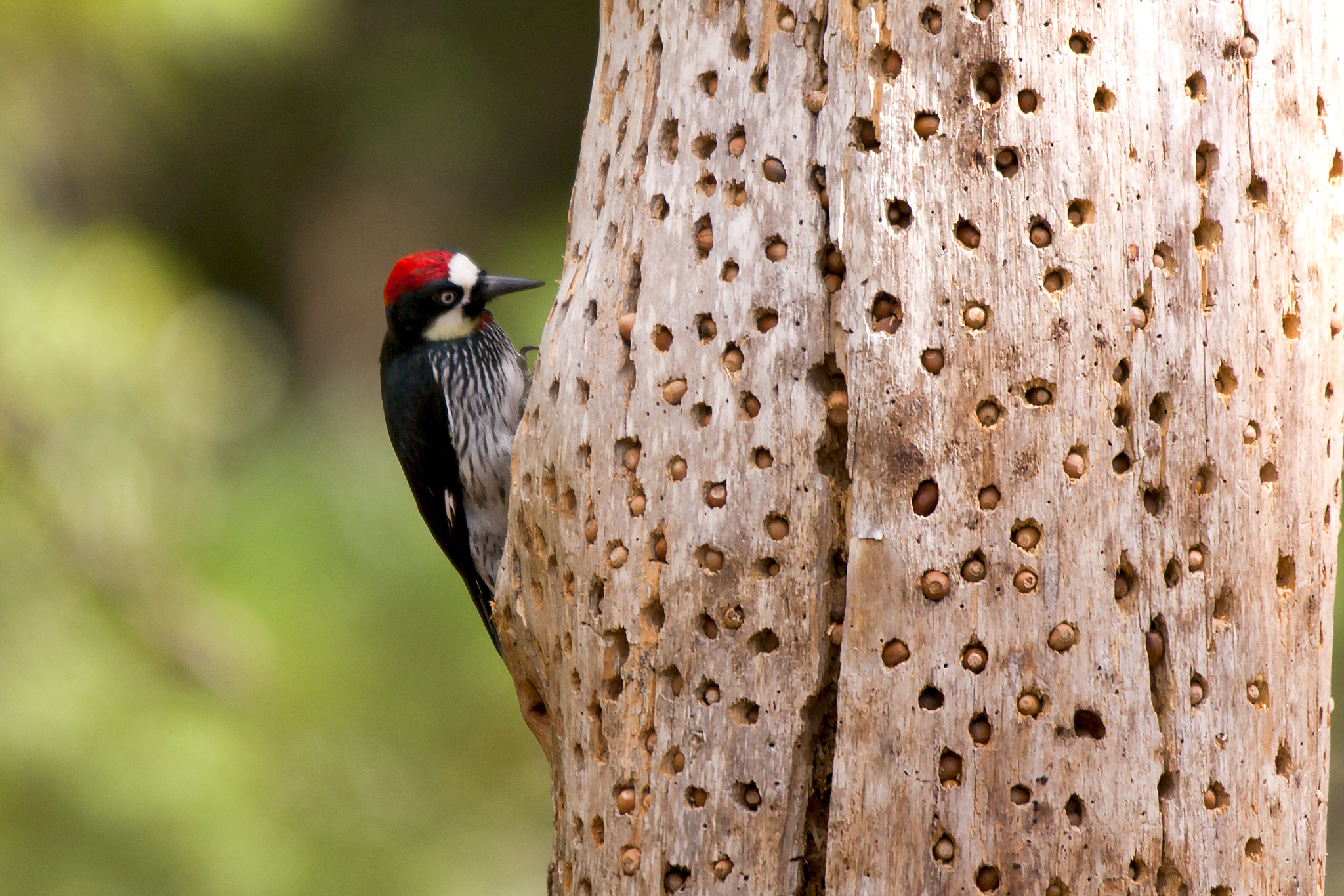 Sigma 50-500mm F4.5-6.3 DG OS HSM sample photo. Cautious bird photography