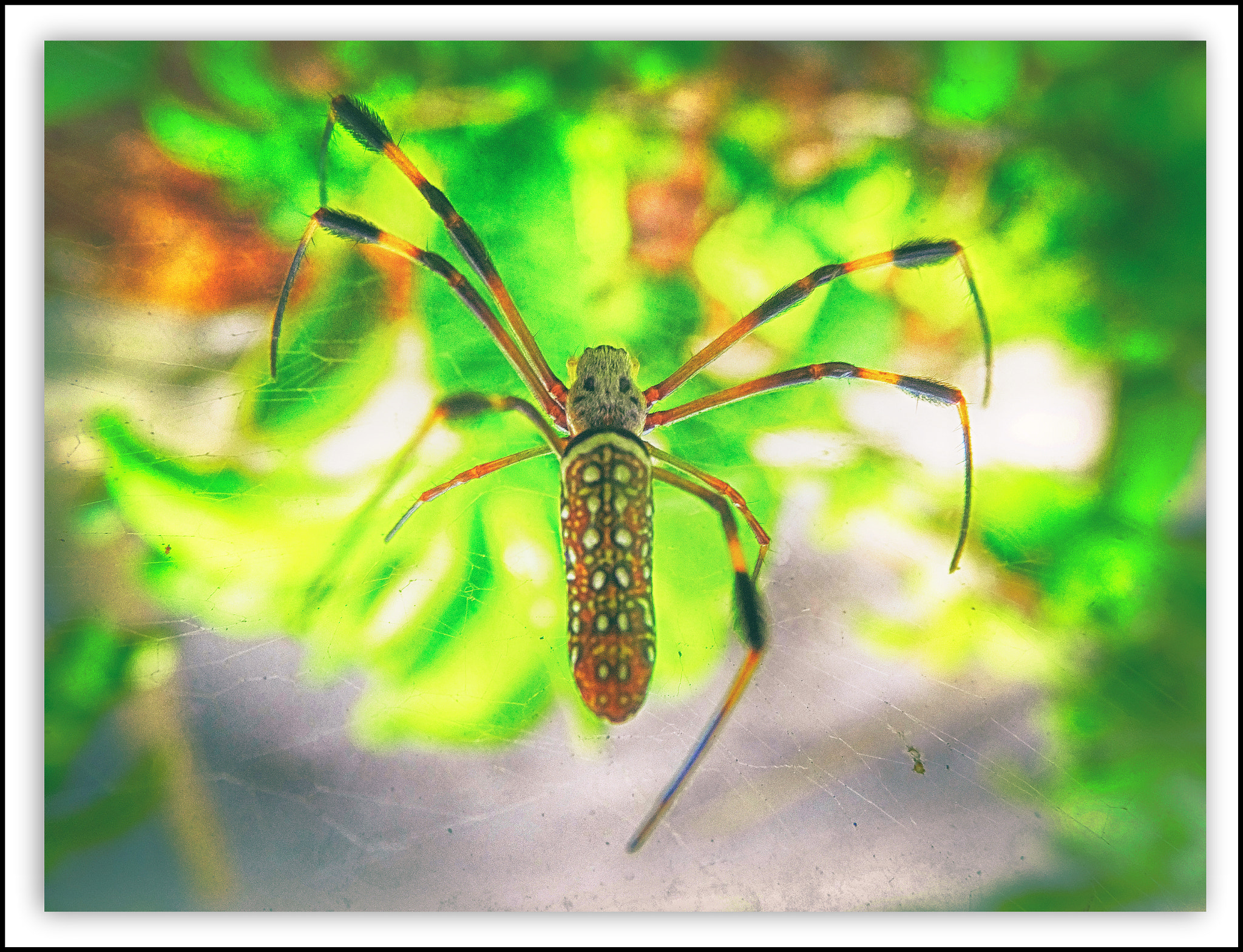 Fujifilm FinePix F850EXR sample photo. Orb weavers. araneidae photography