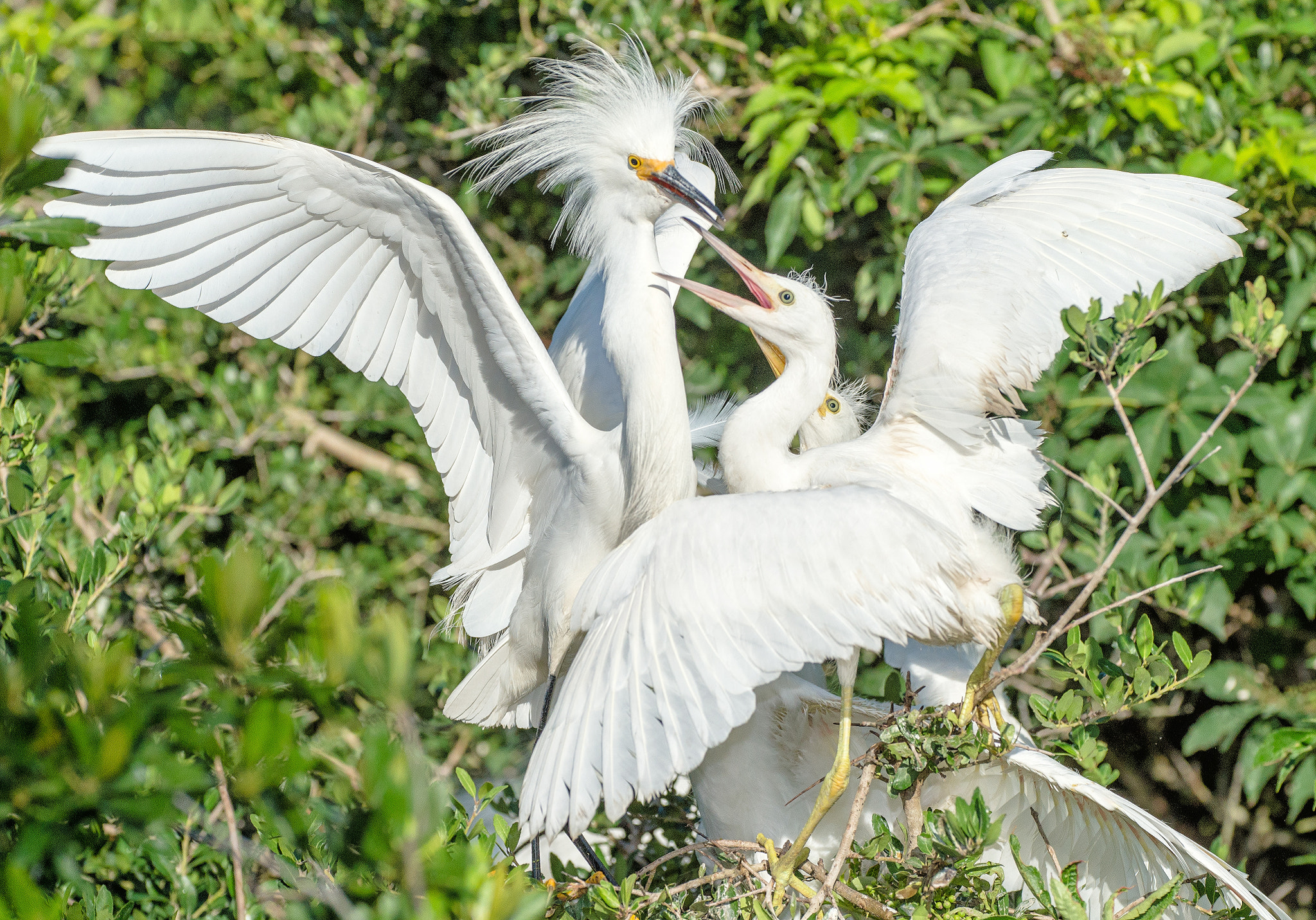 Nikon D4S sample photo. St. augustine alligator farm & zoological park photography