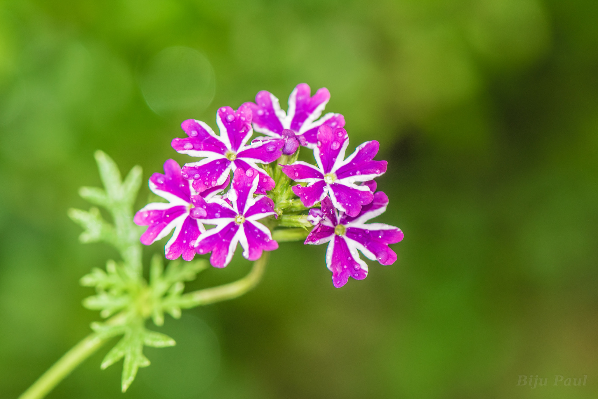 Nikon AF-S Micro-Nikkor 105mm F2.8G IF-ED VR sample photo. Tiny majenta photography