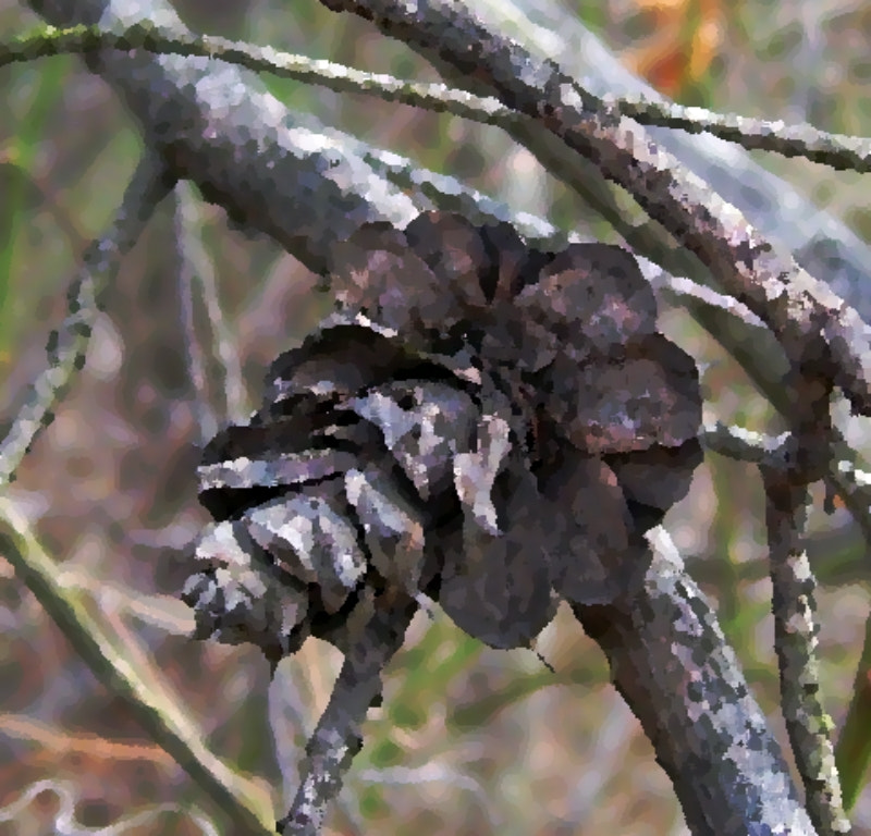 Kodak C340 ZOOM DIGITAL CAMERA sample photo. Pine cone, oil painting photography