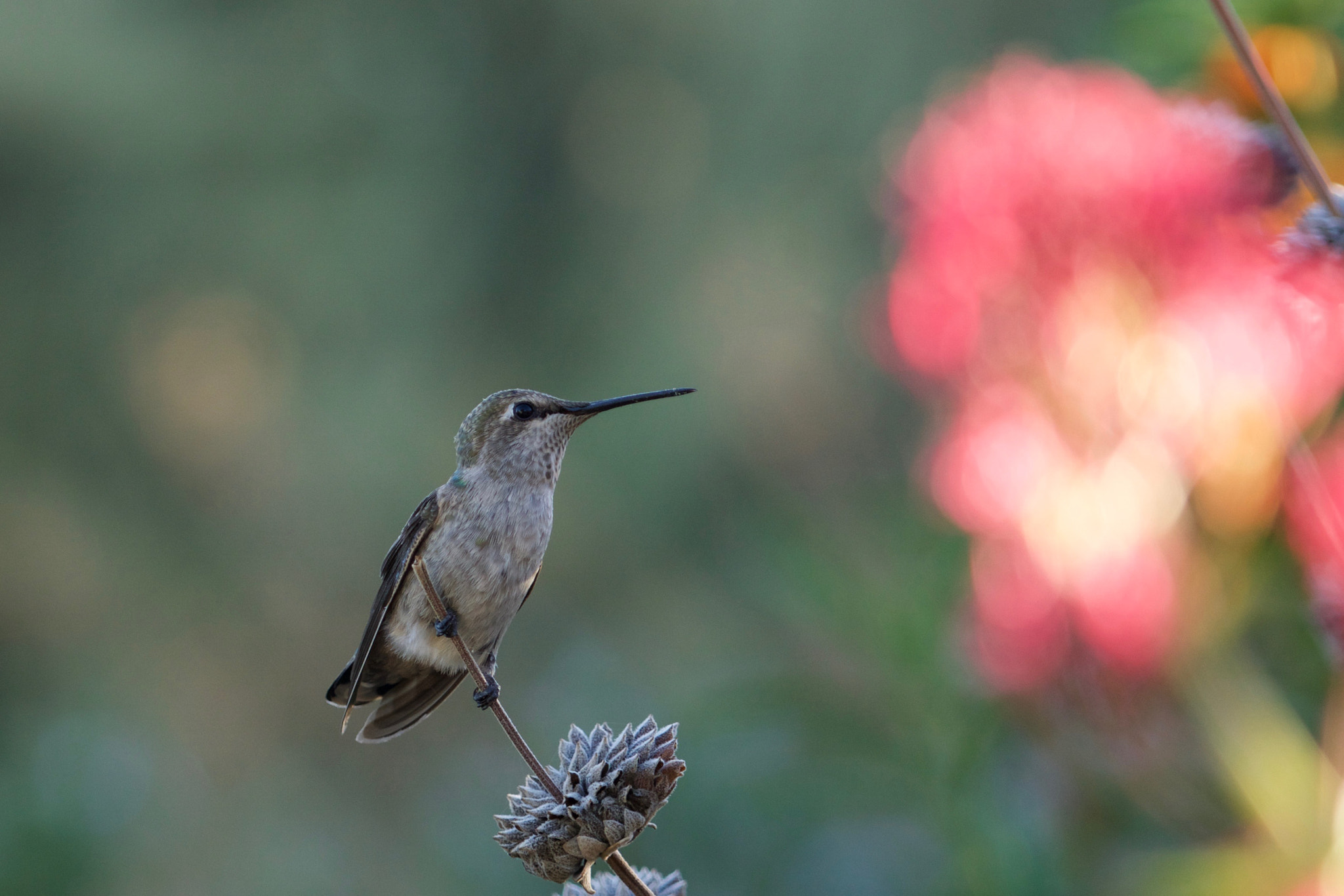 Sony a6000 + Sony FE 70-200mm F4 G OSS sample photo. Looking for flowers photography