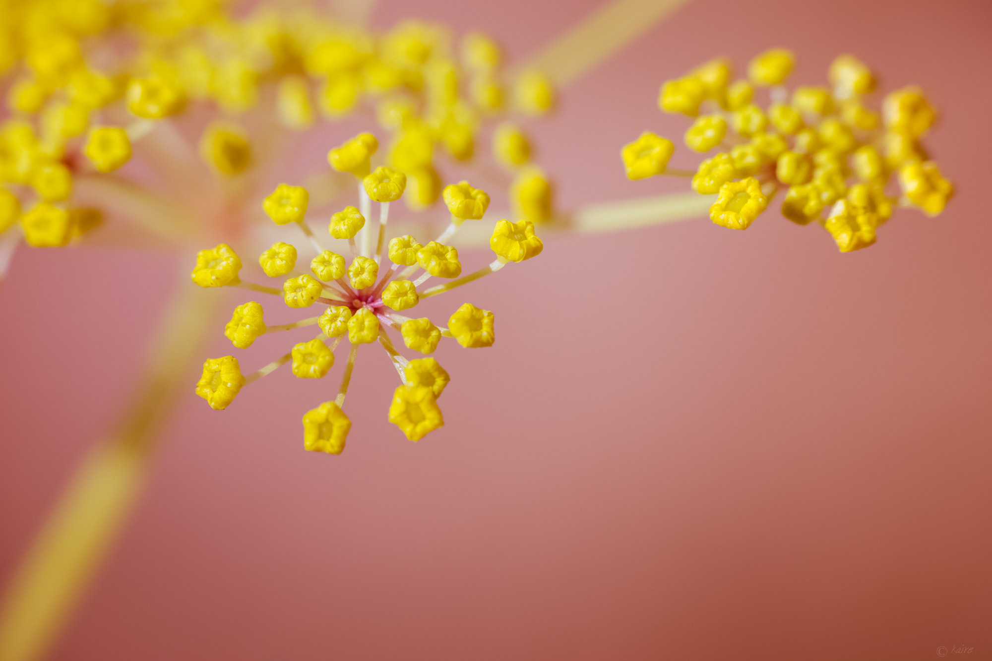 Sony SLT-A77 sample photo. Girly :) photography