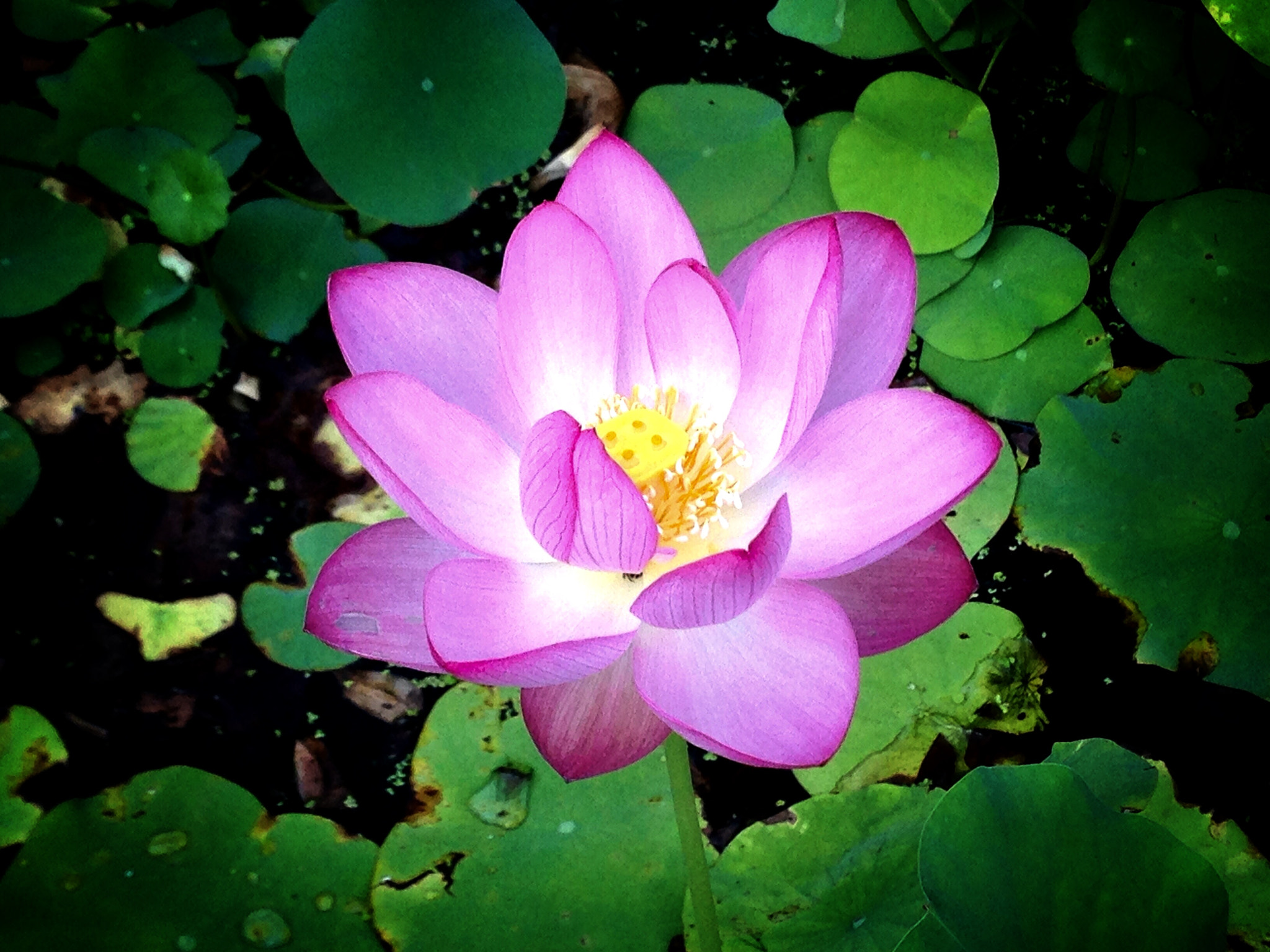 Apple iPhone5,2 sample photo. Water lily 莲花 photography