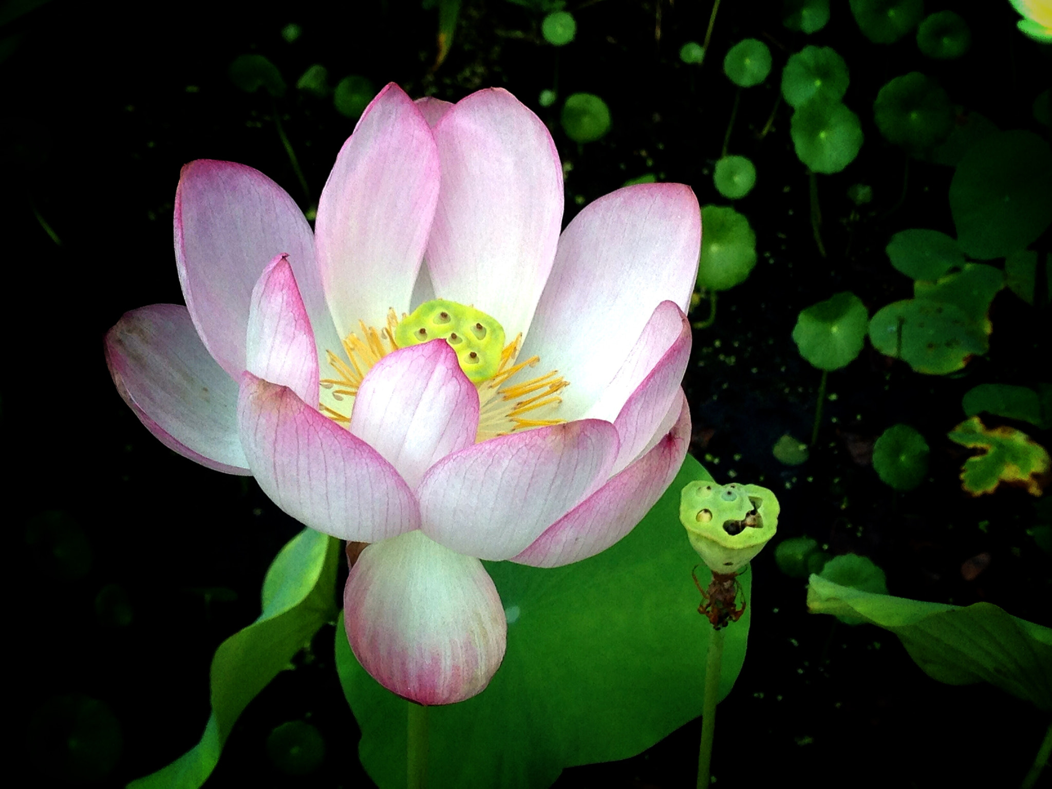 Apple iPhone5,2 sample photo. Water lily 莲花 photography