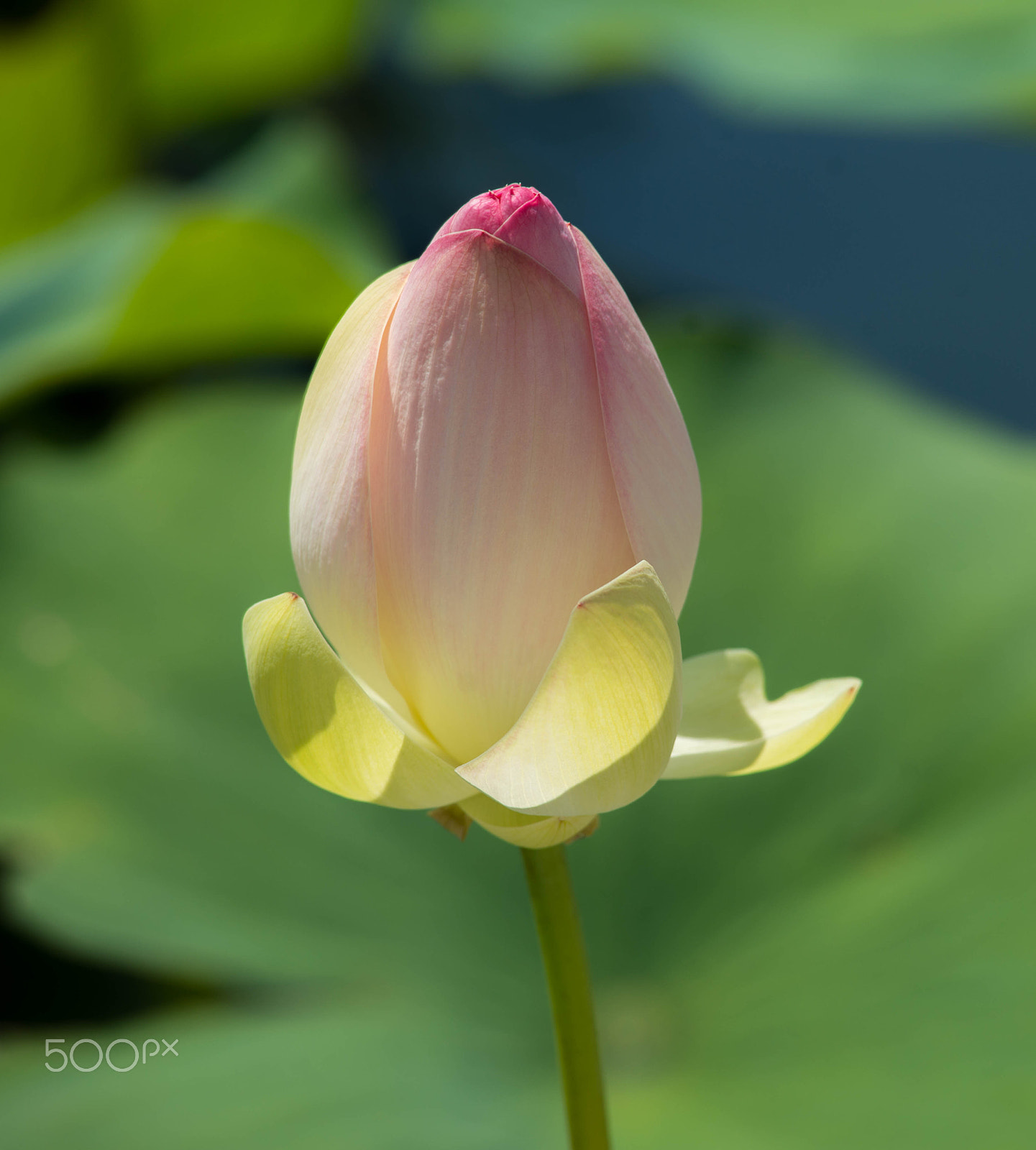 Minolta AF 80-200mm F2.8 HS-APO G sample photo. Beautiful yellow and pink water lily photography