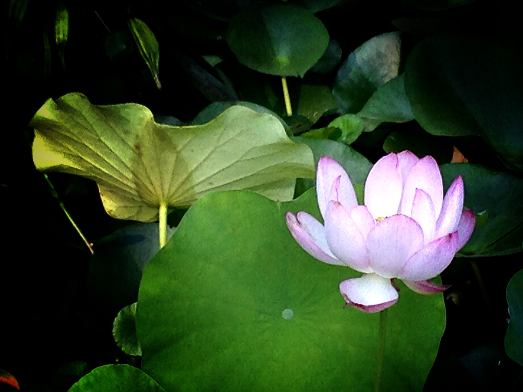 Apple iPhone5,2 sample photo. Water lily 莲花 photography