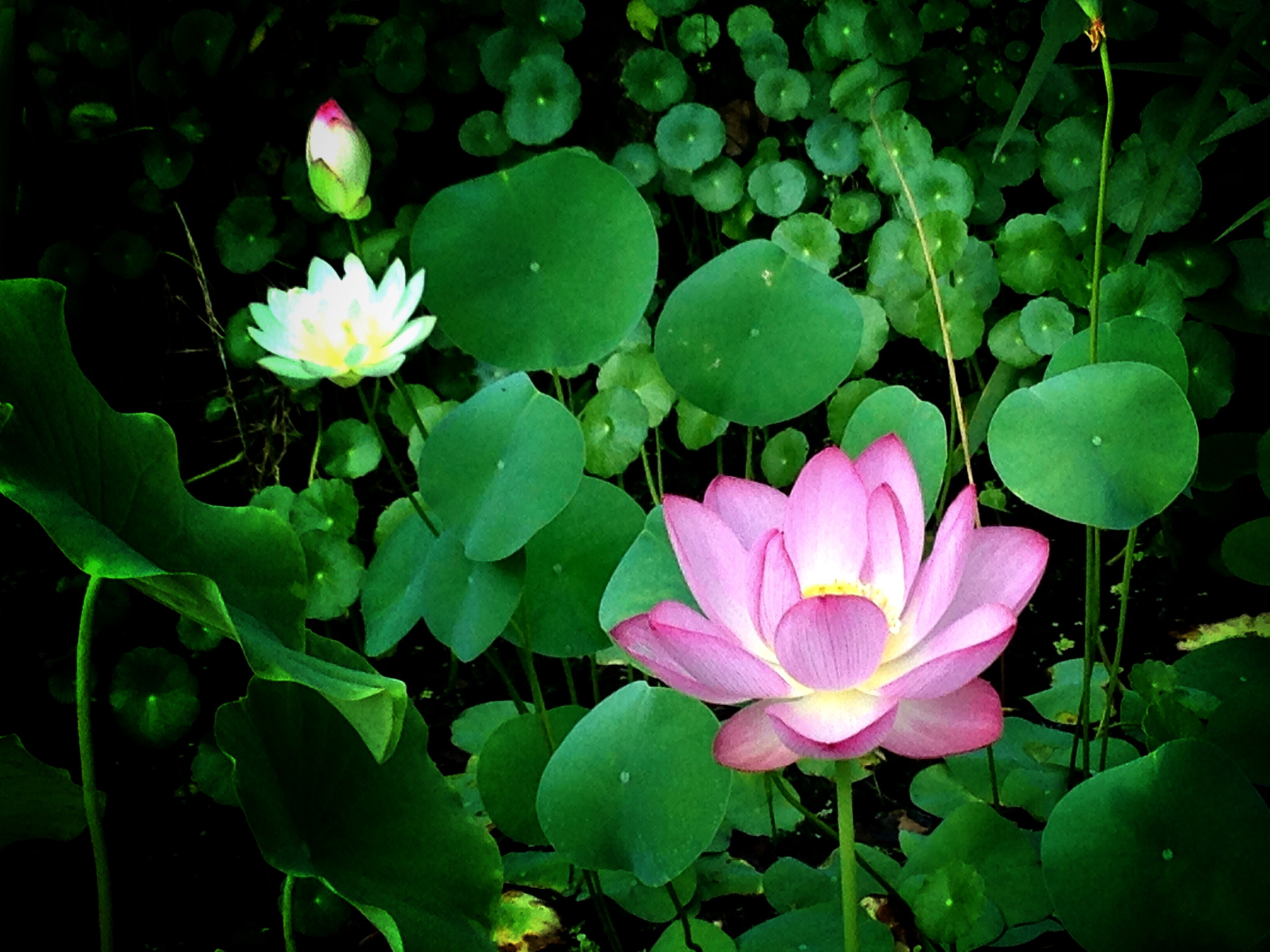 Apple iPhone5,2 sample photo. Water lily 莲花 photography