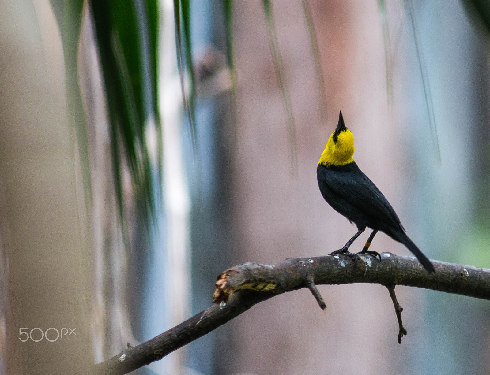 Minolta AF 80-200mm F2.8 HS-APO G sample photo. Yellow hooded blackbird photography