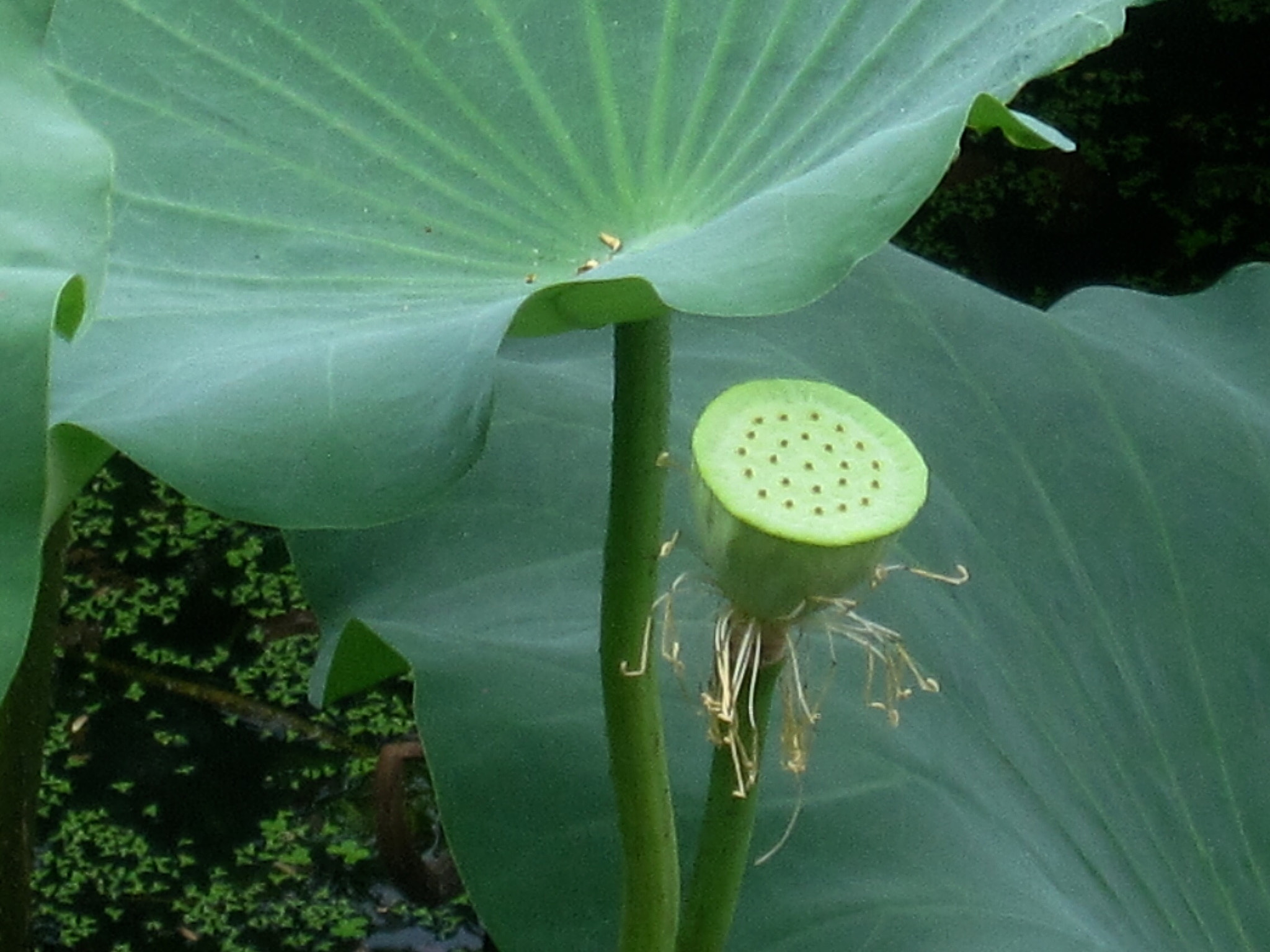 Canon PowerShot SD880 IS (Digital IXUS 870 IS / IXY Digital 920 IS) sample photo. Lotus seedpod 莲蓬 photography