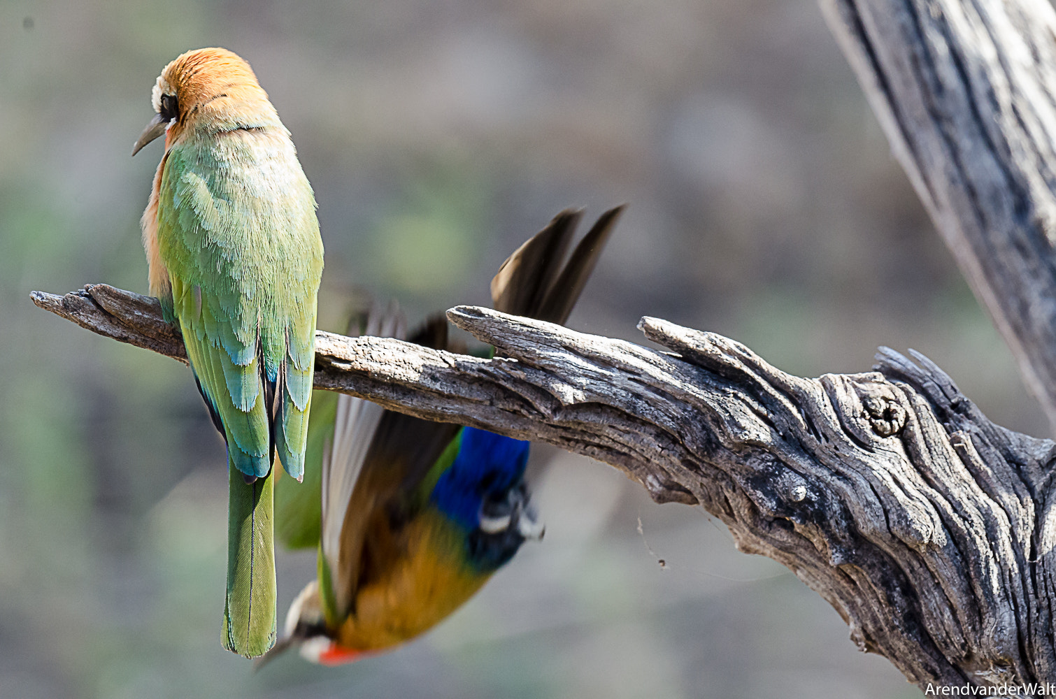 Nikon AF-S Nikkor 500mm F4G ED VR sample photo. White-throated bee-eater in pilanesberg south africa photography