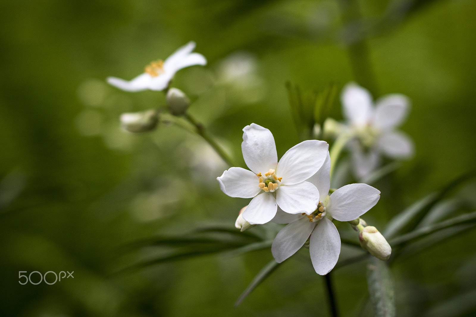 Canon EOS 7D Mark II + Canon EF 50mm F1.8 II sample photo. White flower photography