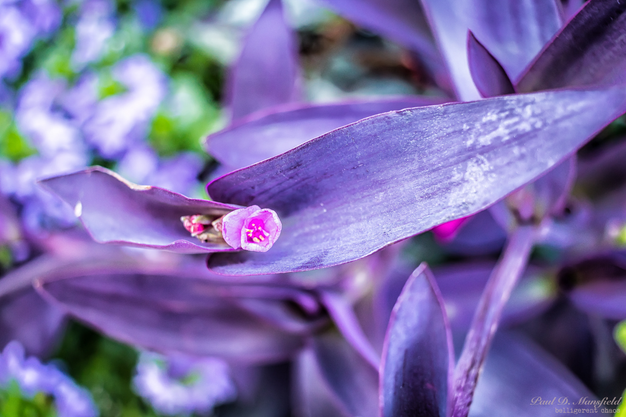 Canon EOS 760D (EOS Rebel T6s / EOS 8000D) sample photo. Purple photography