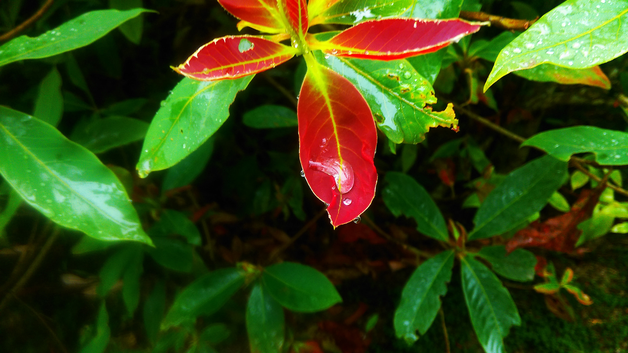 HTC DESIRE EYE sample photo. Monsoon photography