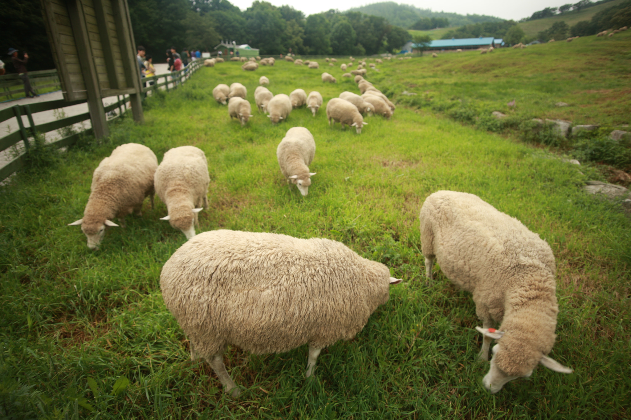 Canon EOS-1Ds Mark III + Sigma 17-35mm f/2.8-4 EX DG Aspherical HSM sample photo. A group of sheep photography