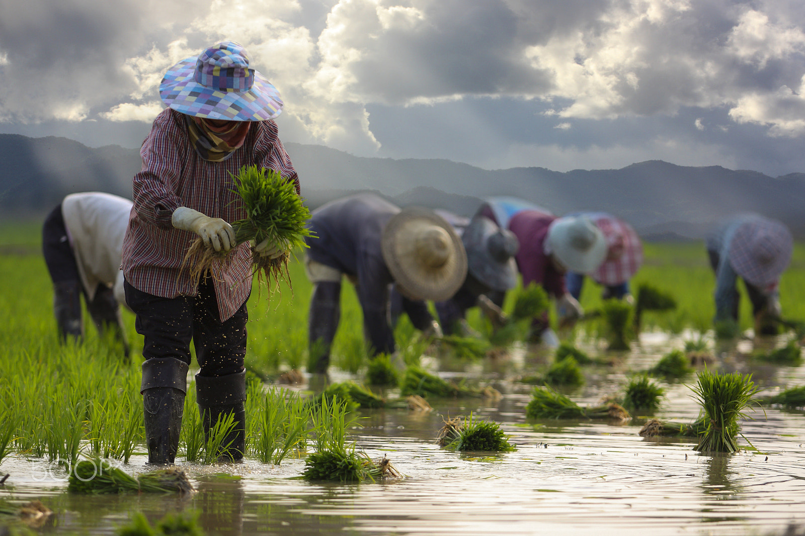 Canon EF 70-200mm F2.8L USM sample photo. Rice producers photography