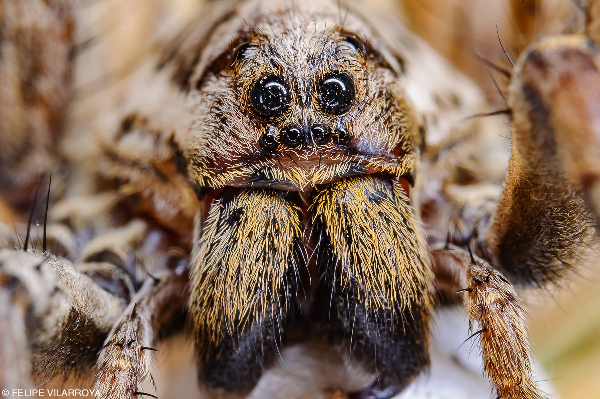 Nikon D5000 sample photo. Wolf spider photography