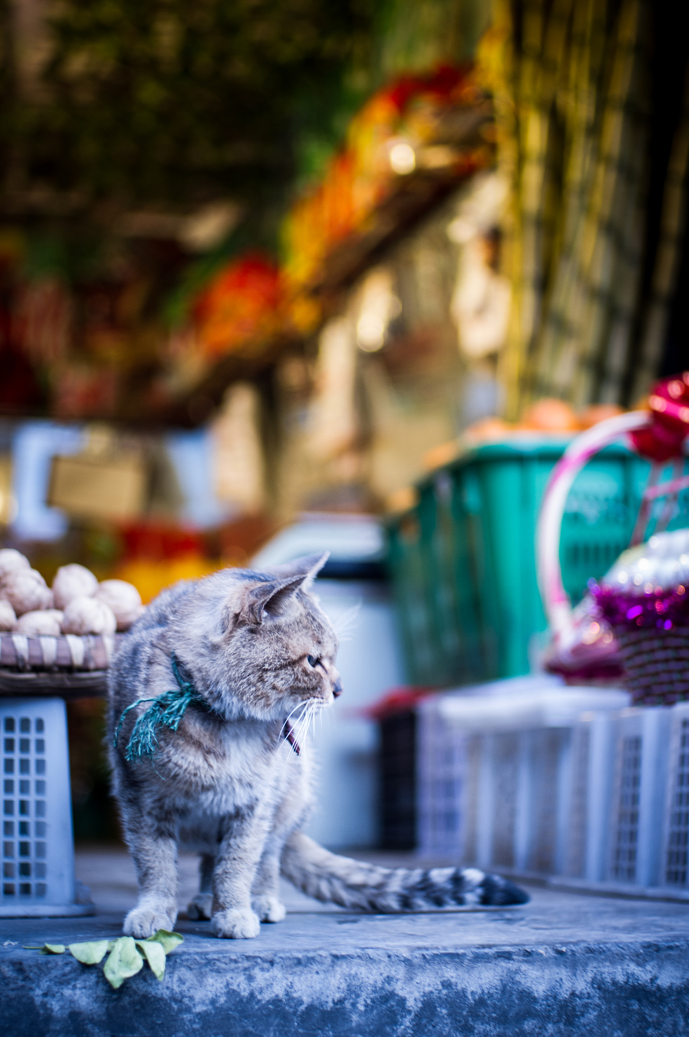 Pentax K-x + Pentax smc FA 43mm F1.9 Limited sample photo. Cat on stage.jpg photography