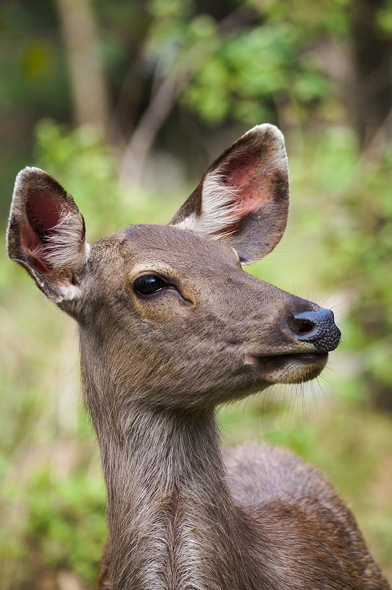 Sony 70-300mm F4.5-5.6 G SSM sample photo. Sambar deer (female) portrait photography