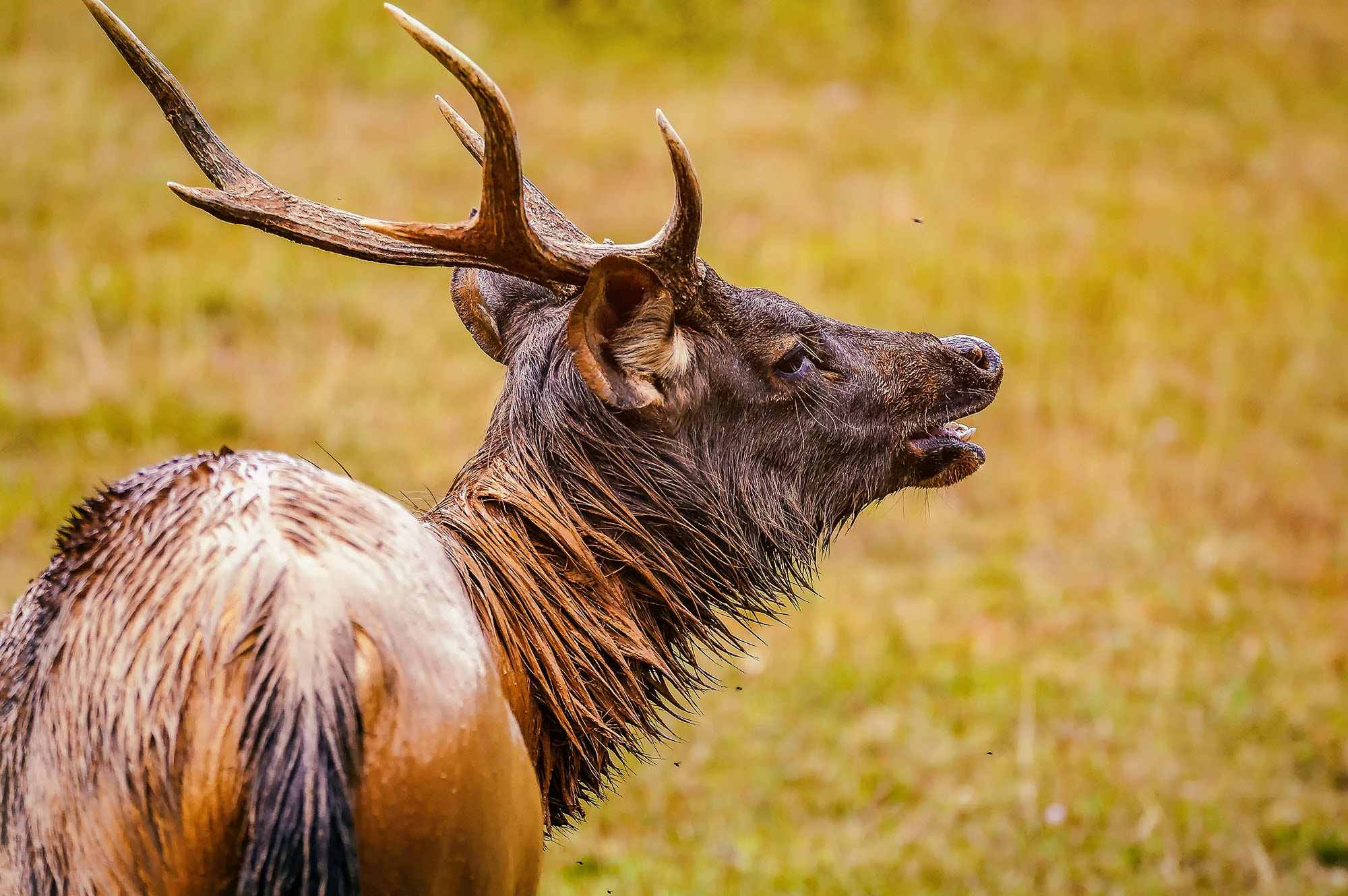 Sony 70-300mm F4.5-5.6 G SSM sample photo. Sambar deer (male) photography