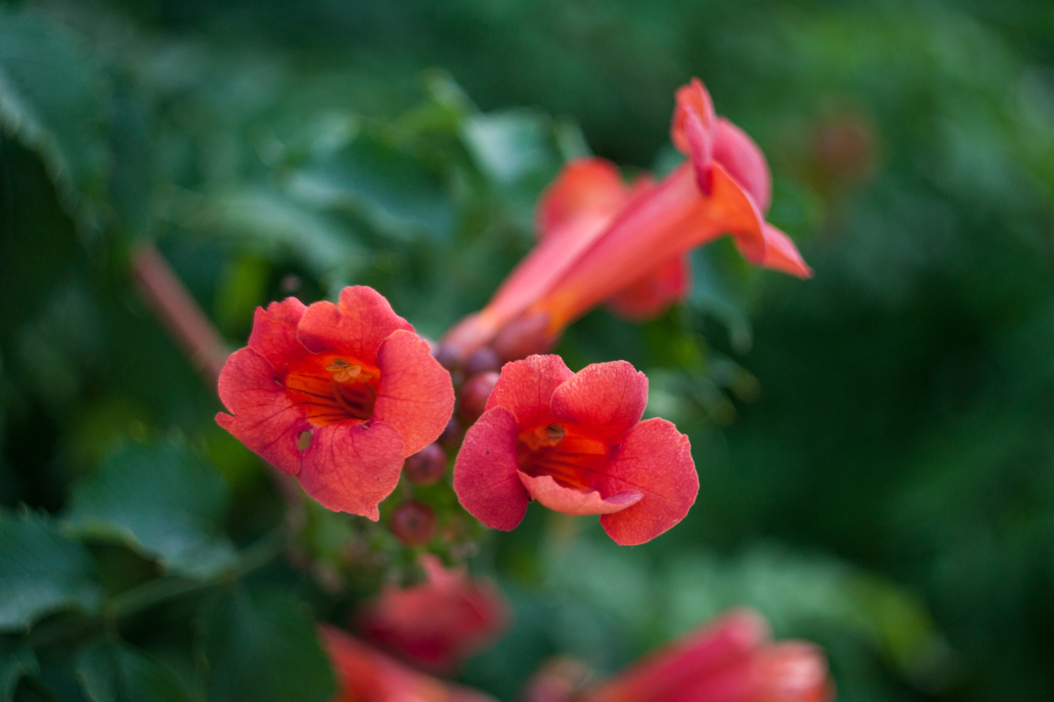 Canon EF 35-80mm f/4-5.6 sample photo. Цветы photography