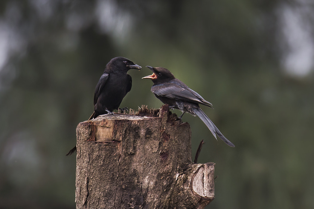 150-600mm F5-6.3 DG OS HSM | Sports 014 sample photo. Feeding... photography