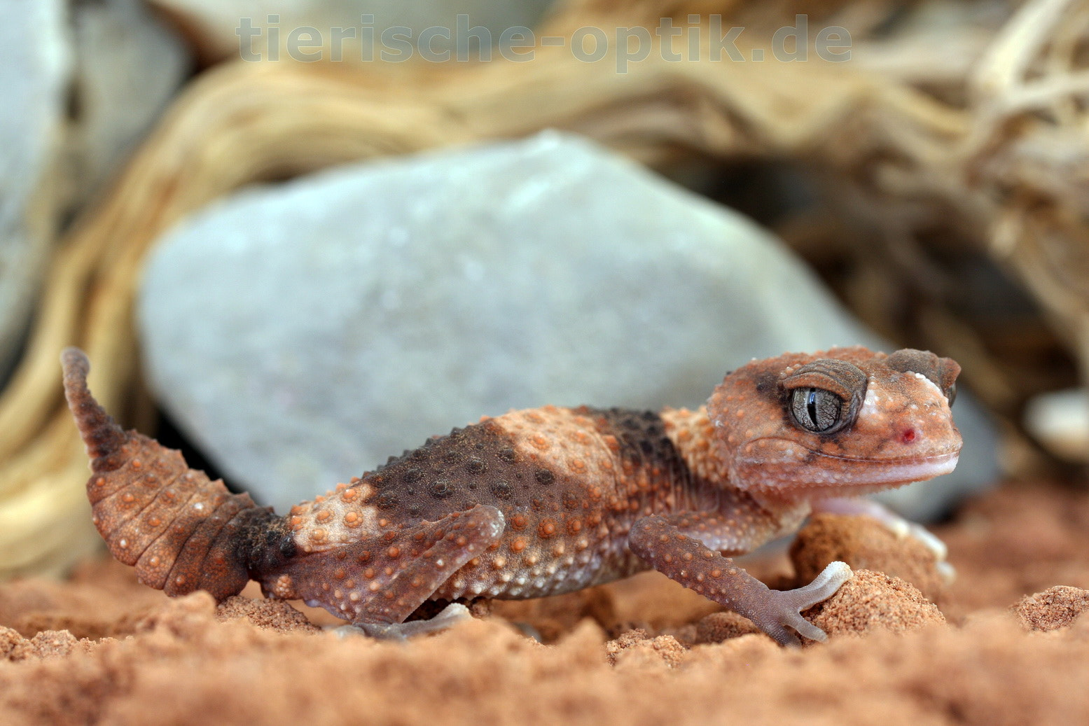 Canon EF-S 60mm F2.8 Macro USM sample photo. Nephrurus wheeleri cinctus photography