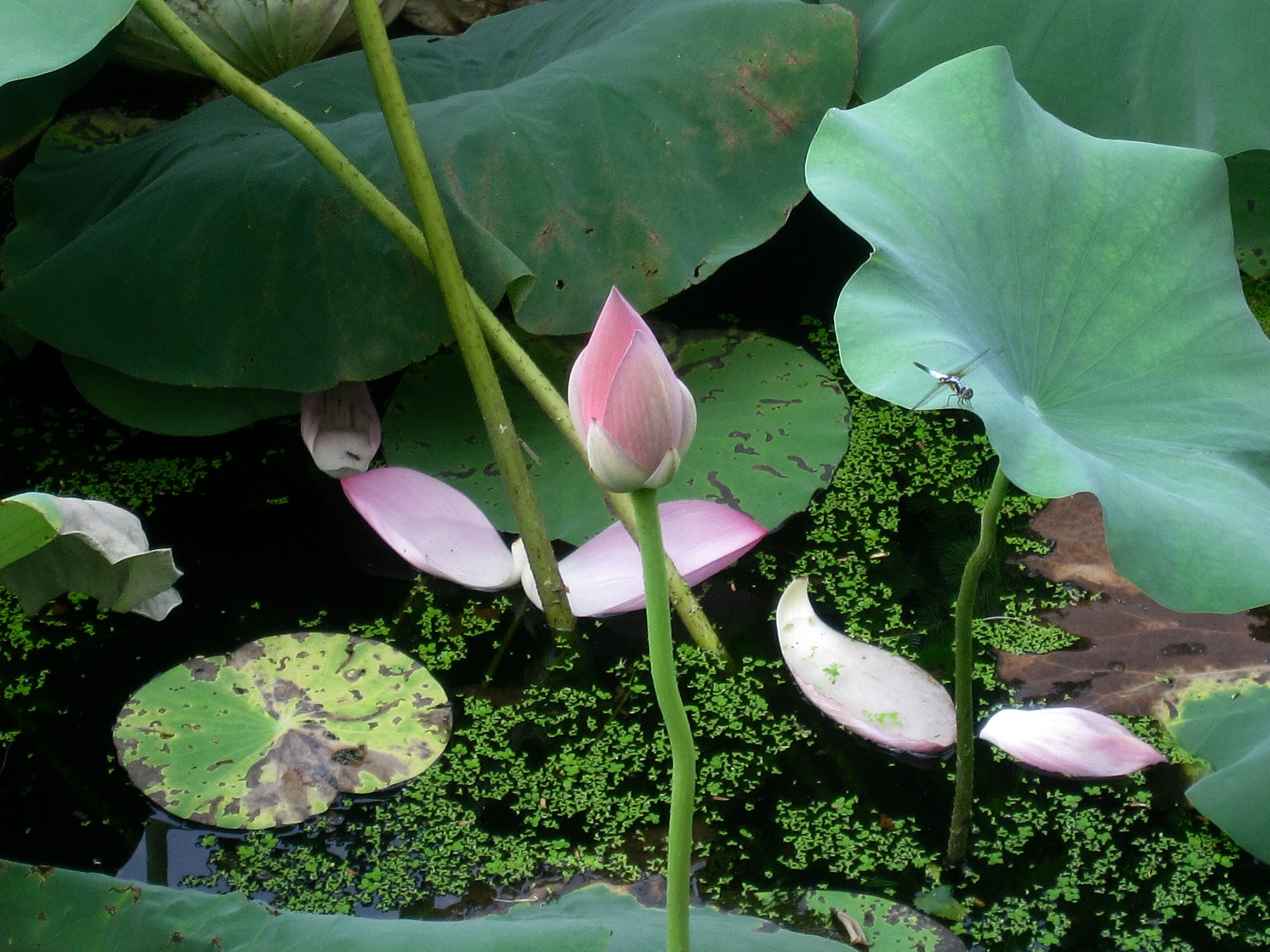 Canon PowerShot SD880 IS (Digital IXUS 870 IS / IXY Digital 920 IS) sample photo. Lotus pool 荷塘 photography