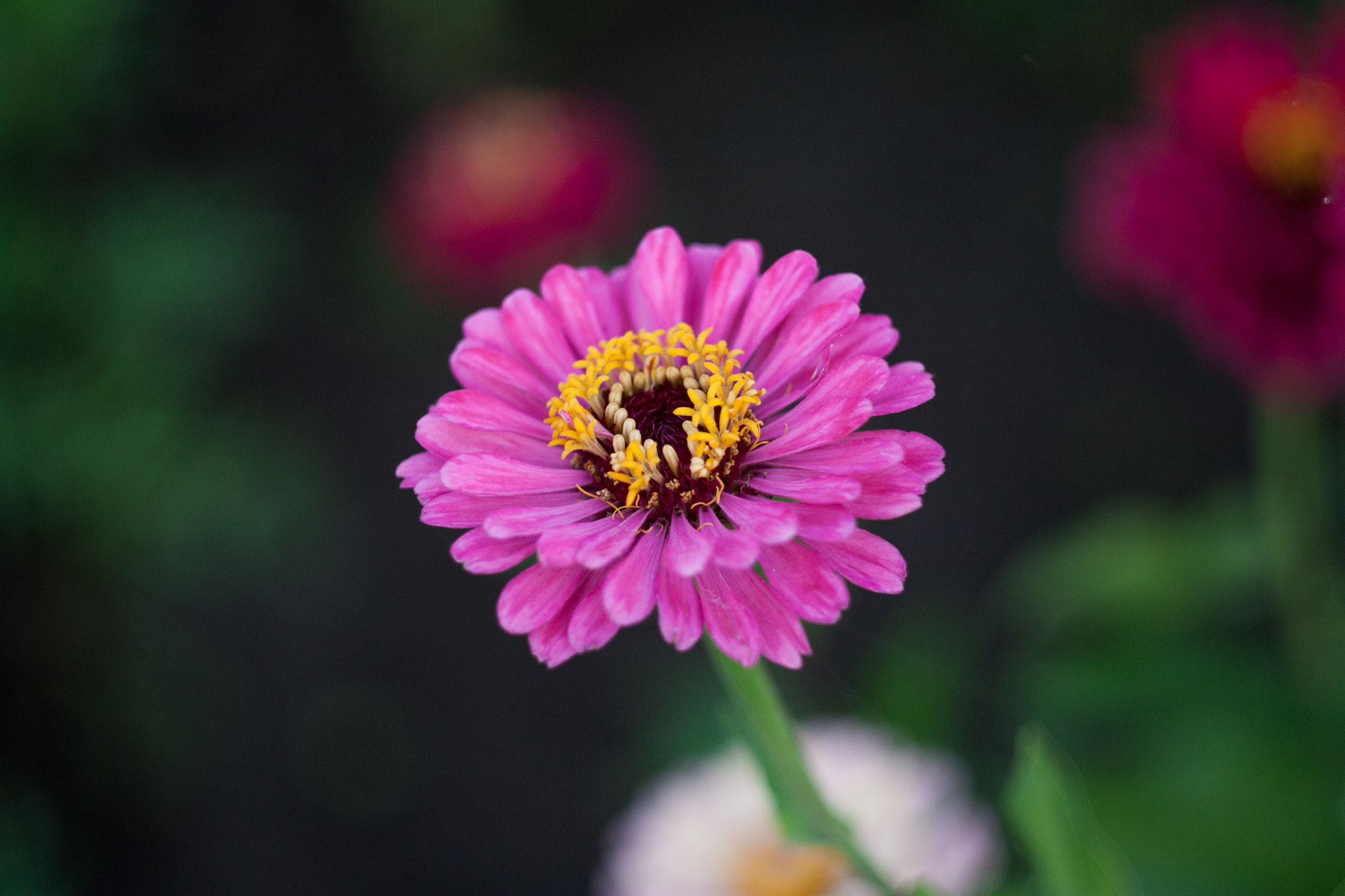 Canon EF 35-80mm f/4-5.6 sample photo. Pink photography