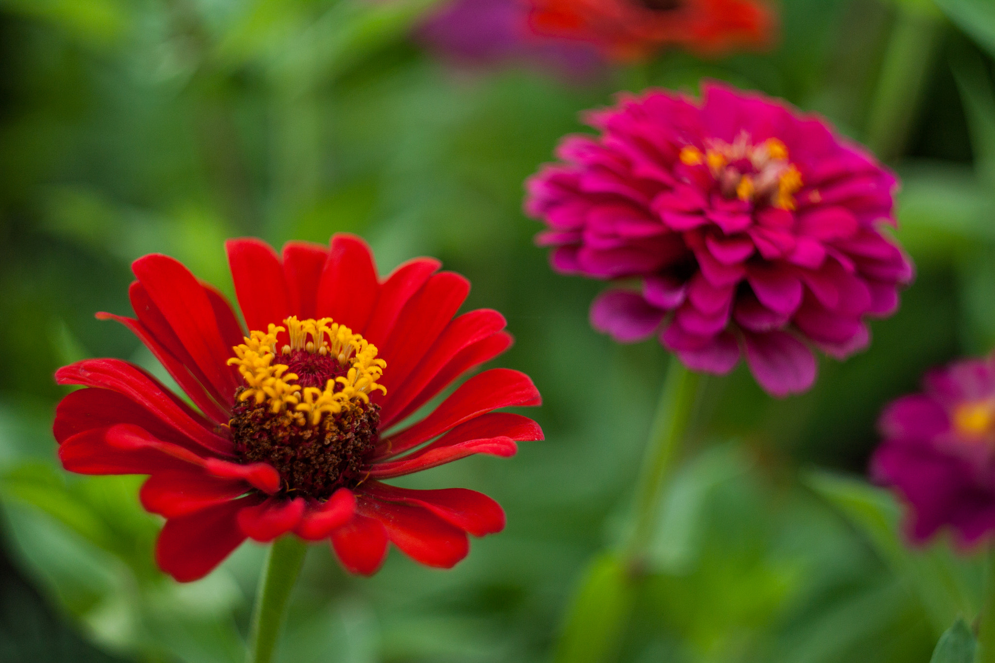 Canon EF 35-80mm f/4-5.6 sample photo. Flowers photography